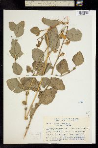 Crotalaria verrucosa image