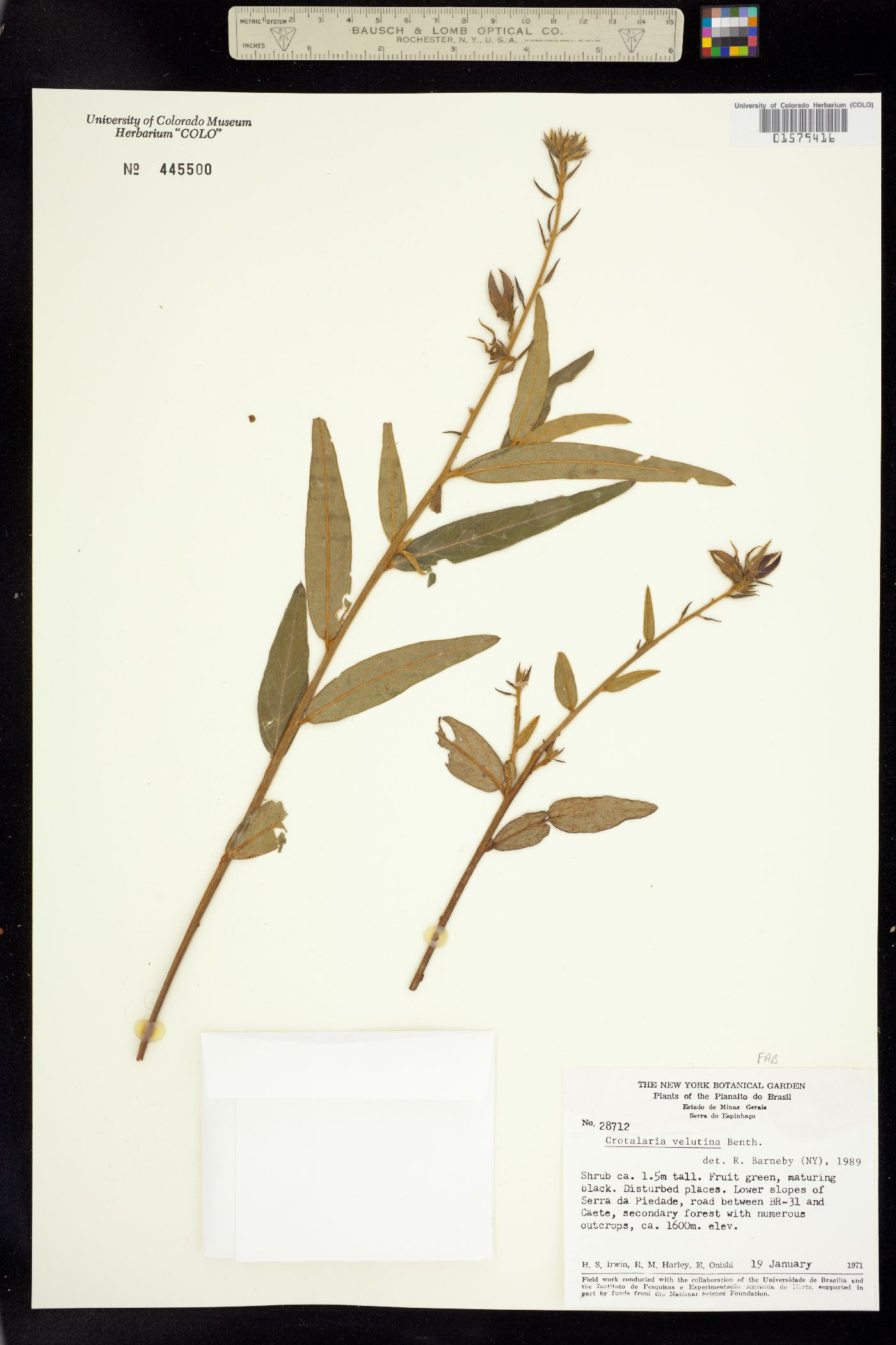 Crotalaria velutina image