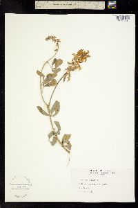 Image of Crotalaria mucronata