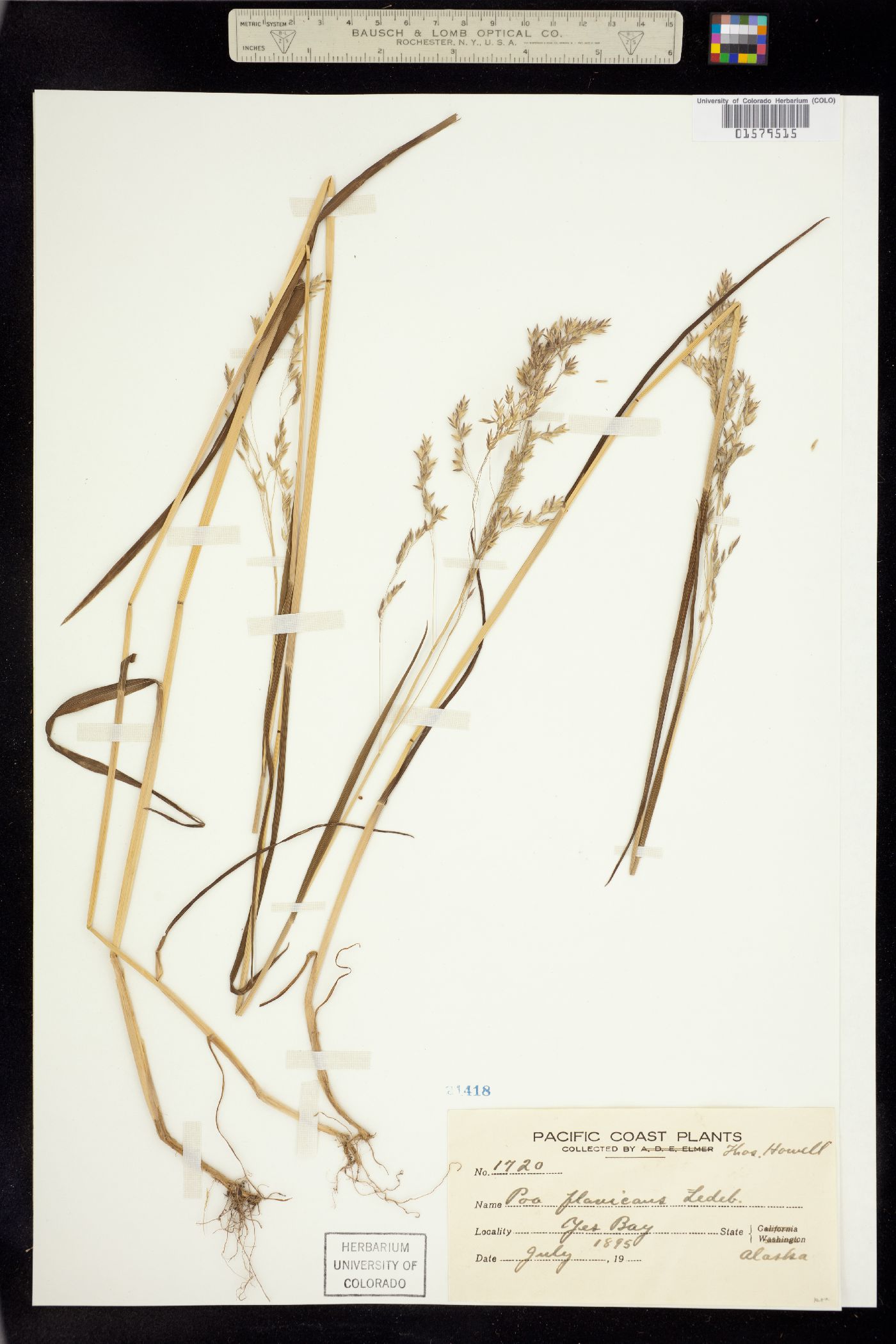 Poa stenantha image