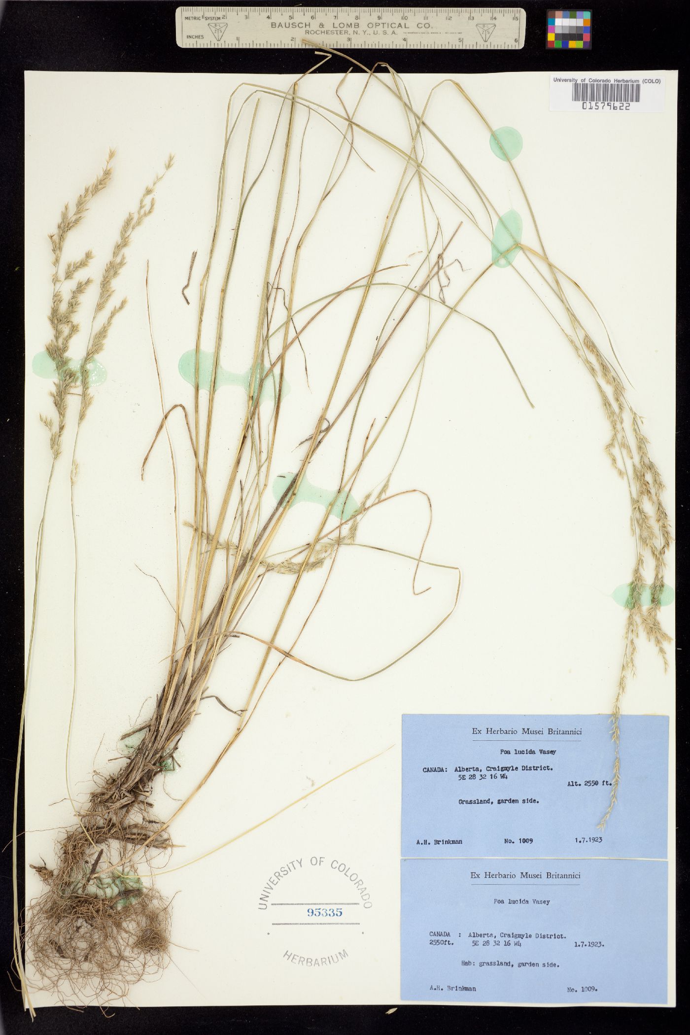 Poa secunda ssp. secunda image