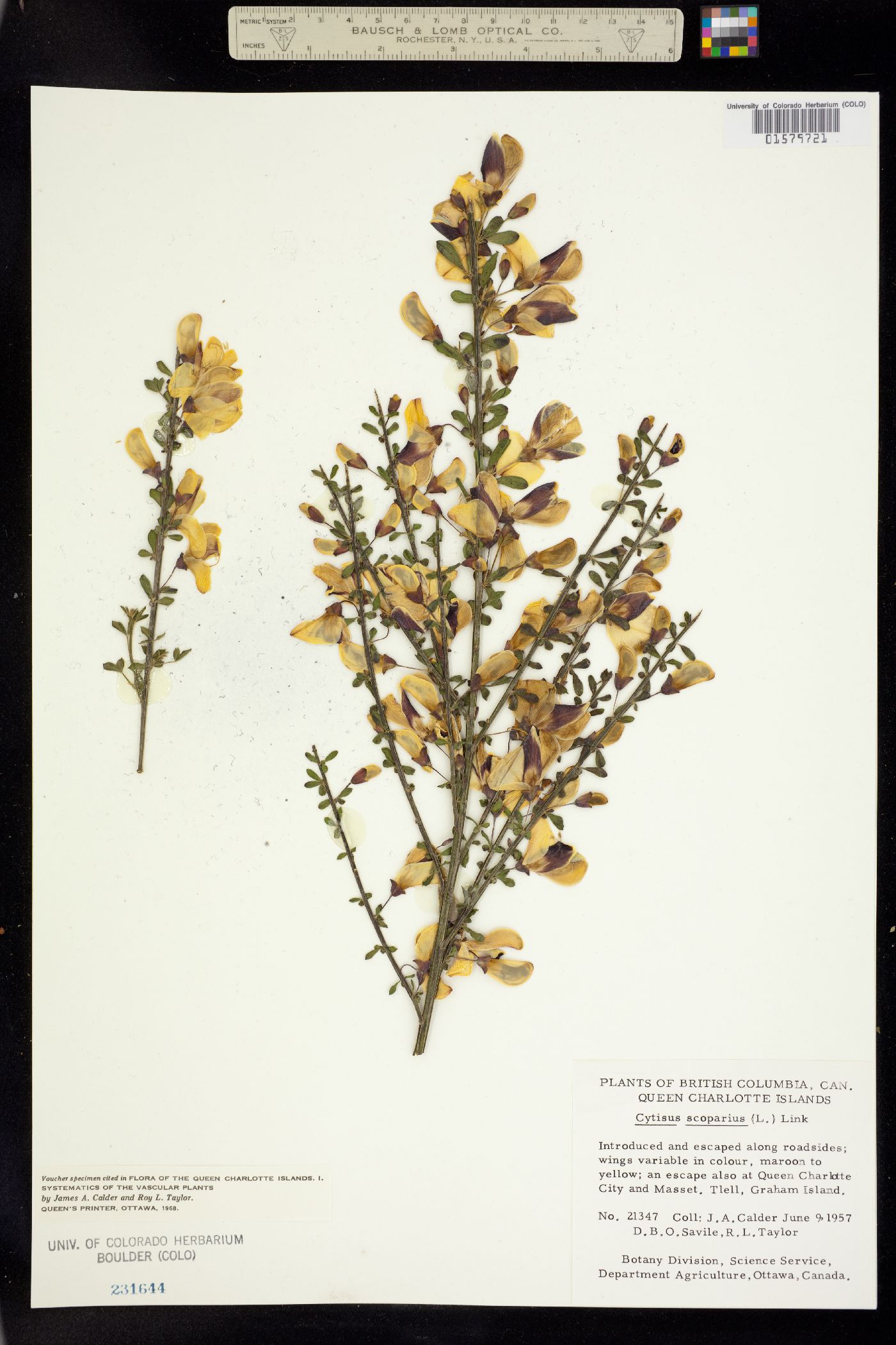 Cytisus scoparius image