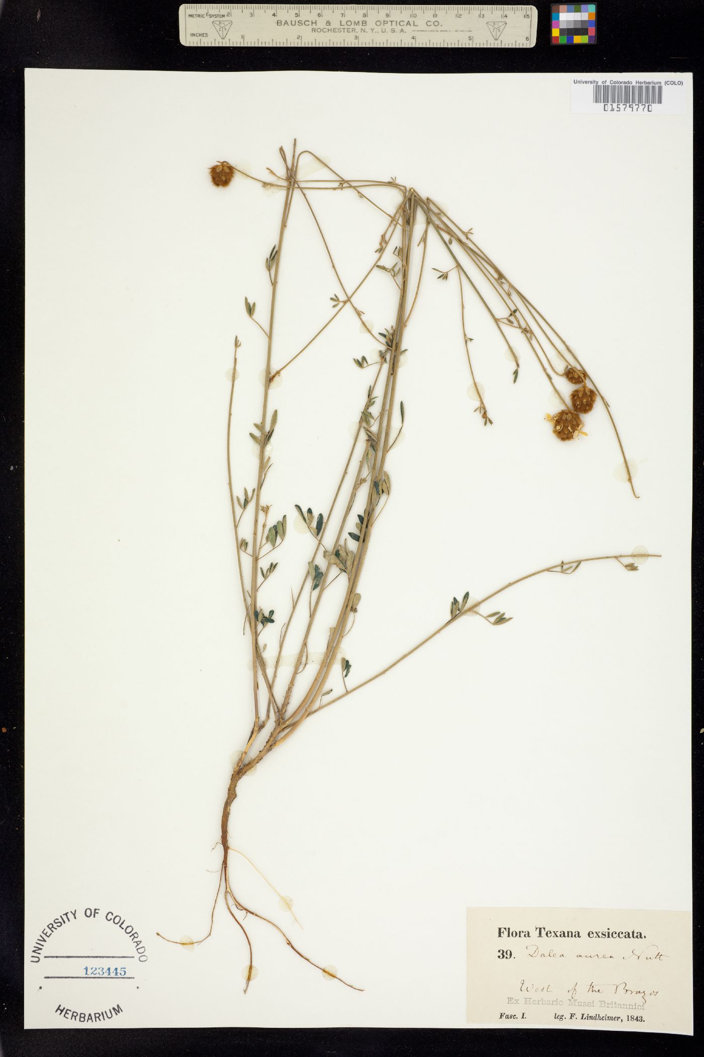 Dalea aurea image