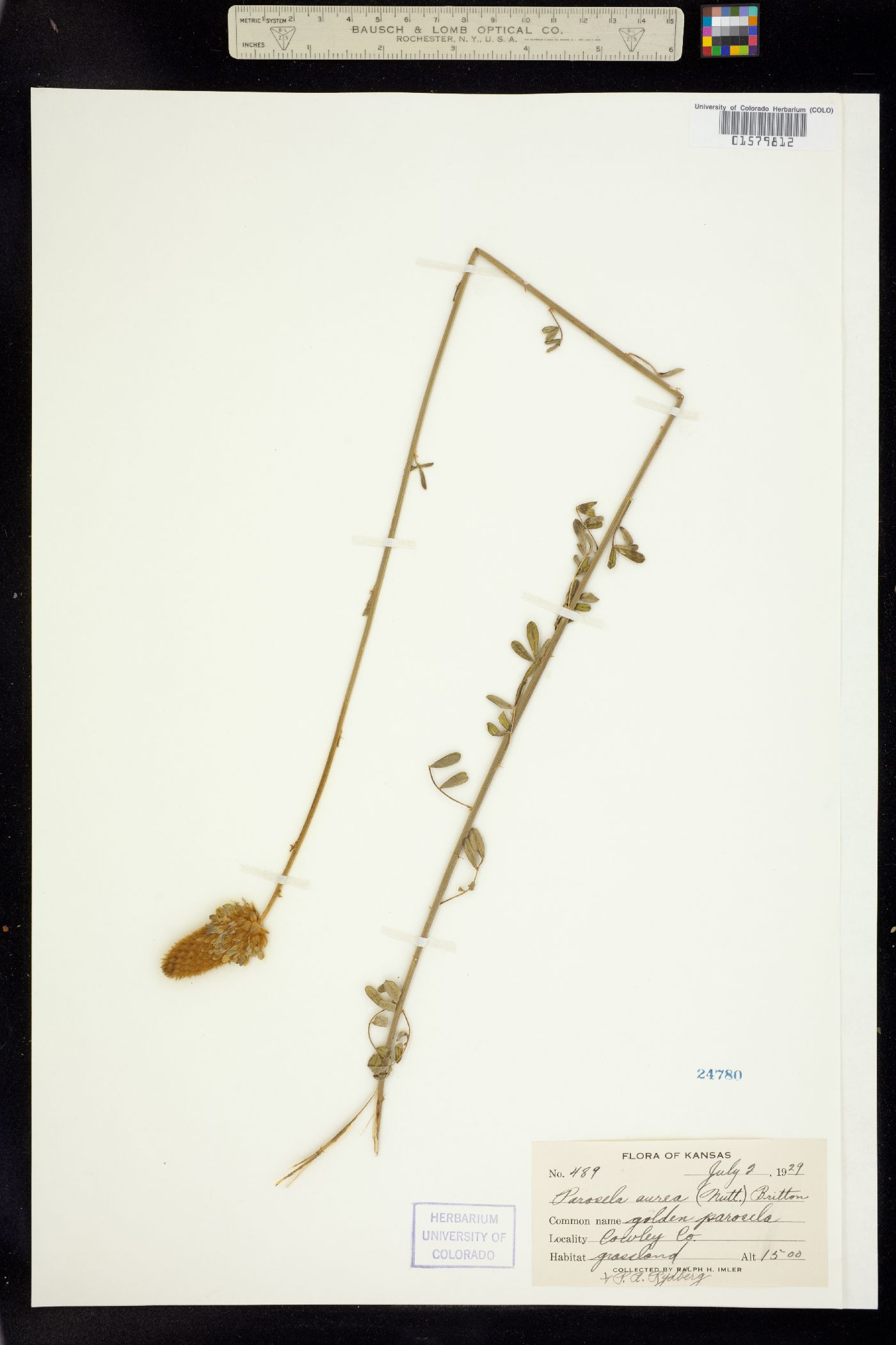 Dalea aurea image