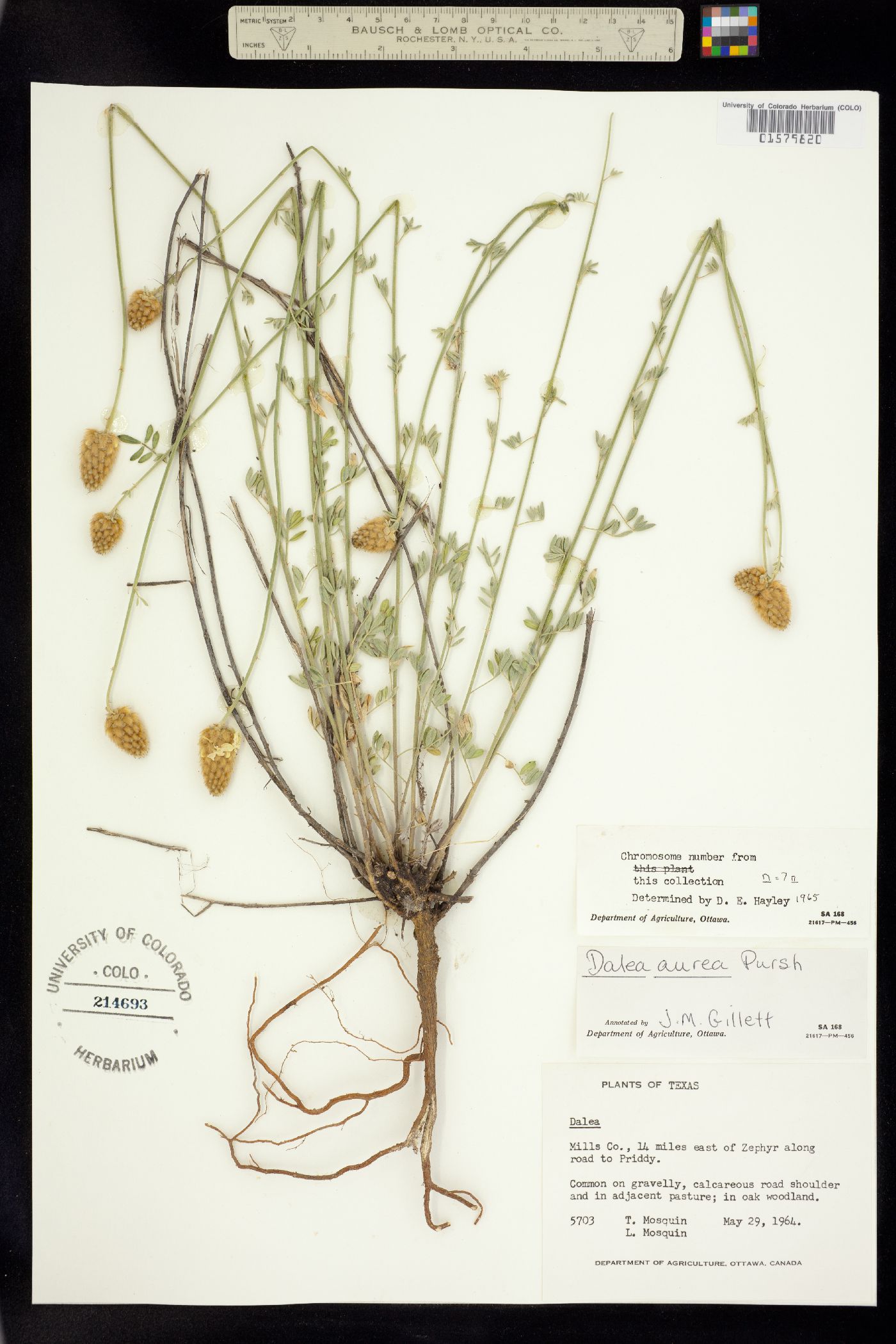 Dalea aurea image