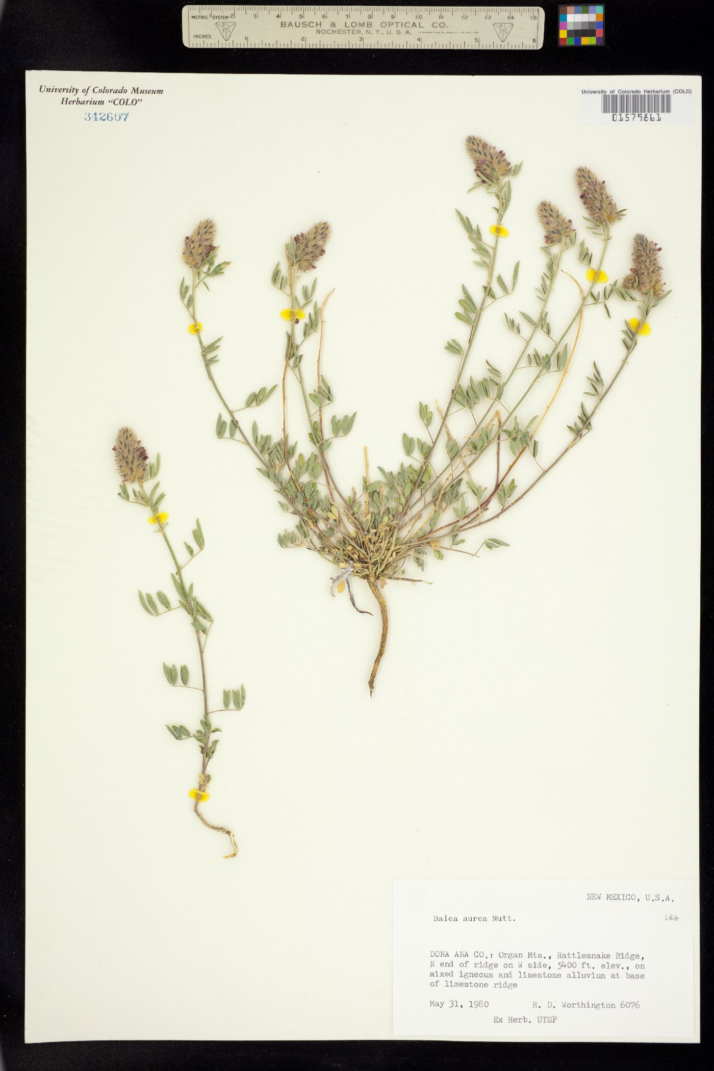 Dalea aurea image