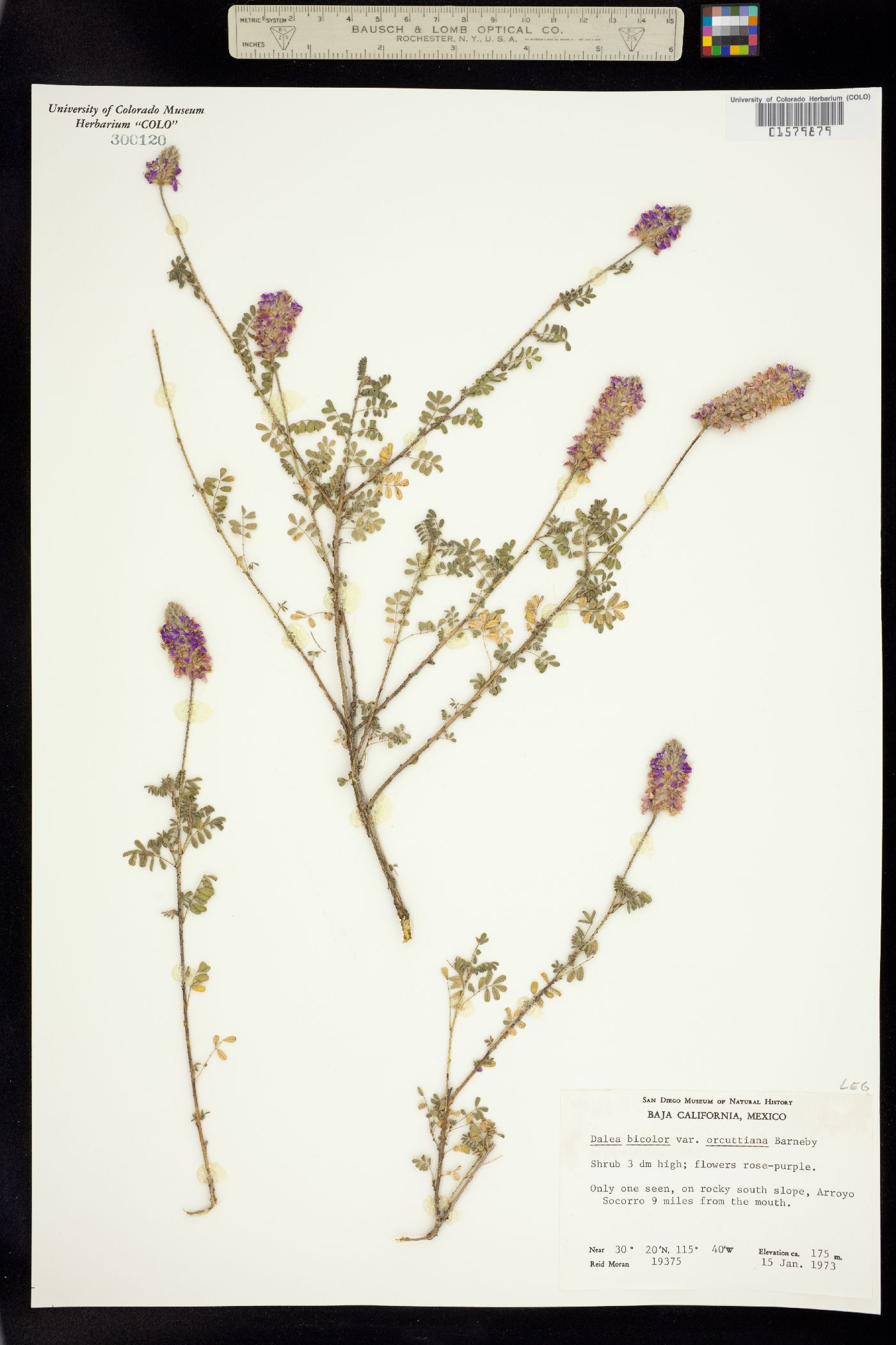 Dalea bicolor image