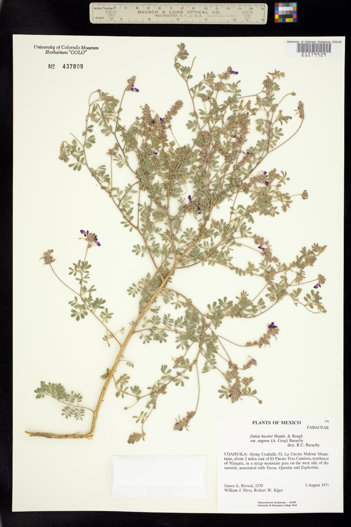 Dalea bicolor image