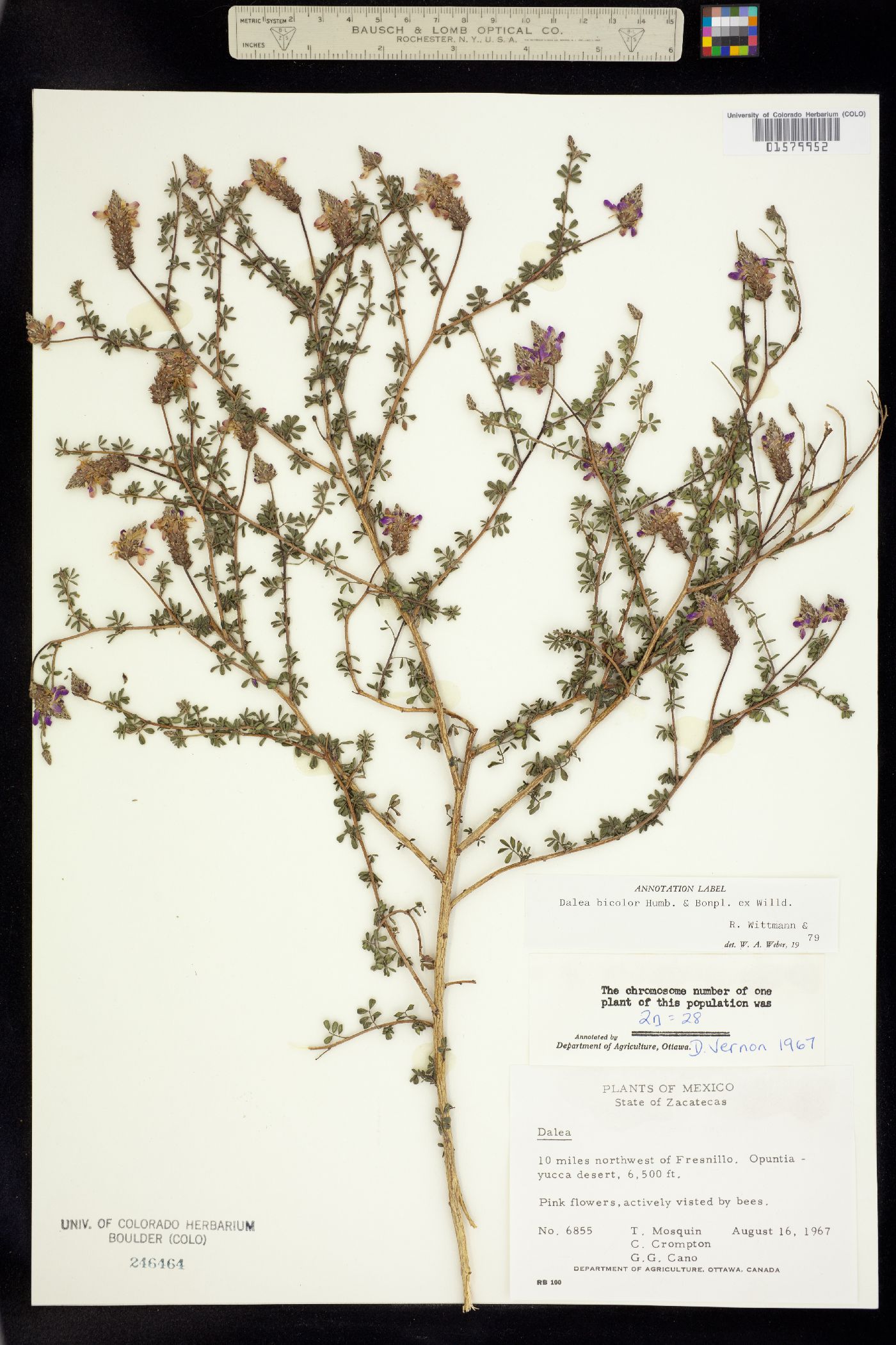 Dalea bicolor image