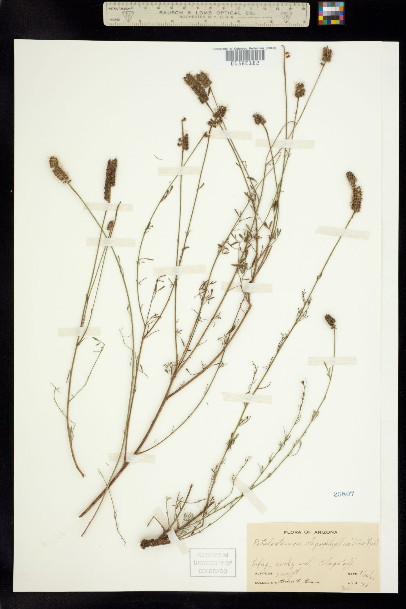 Dalea image