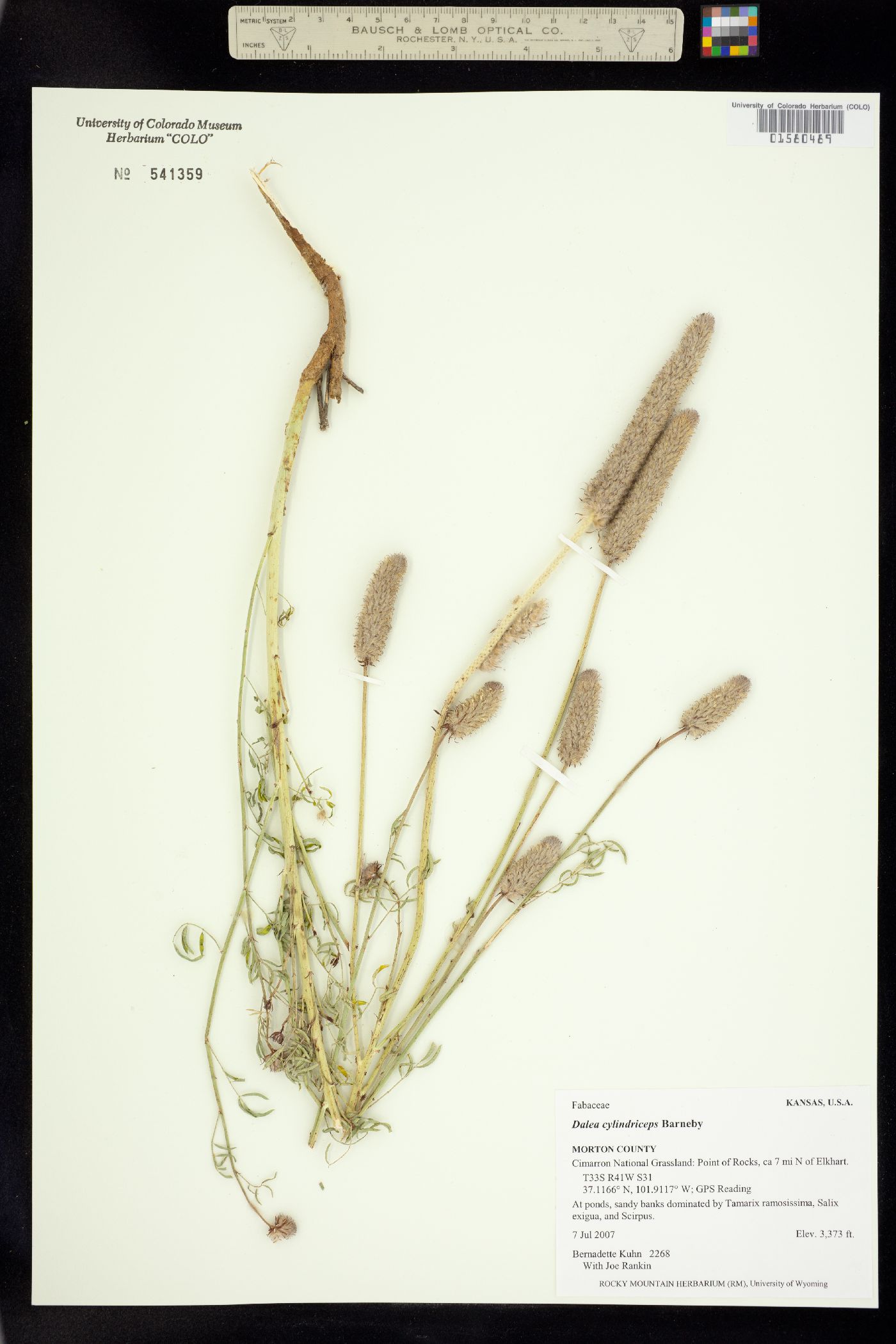 Dalea cylindriceps image