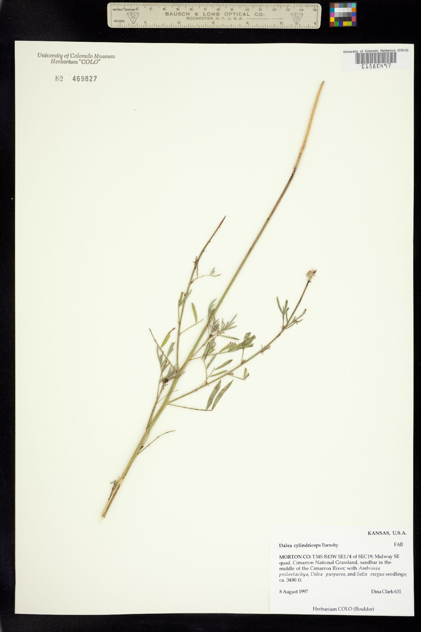 Dalea cylindriceps image