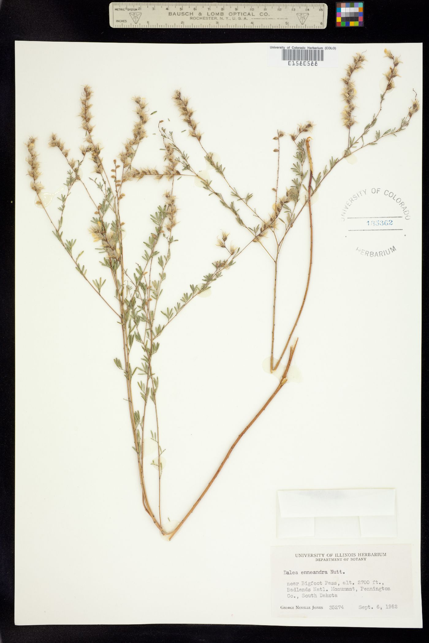 Dalea enneandra image