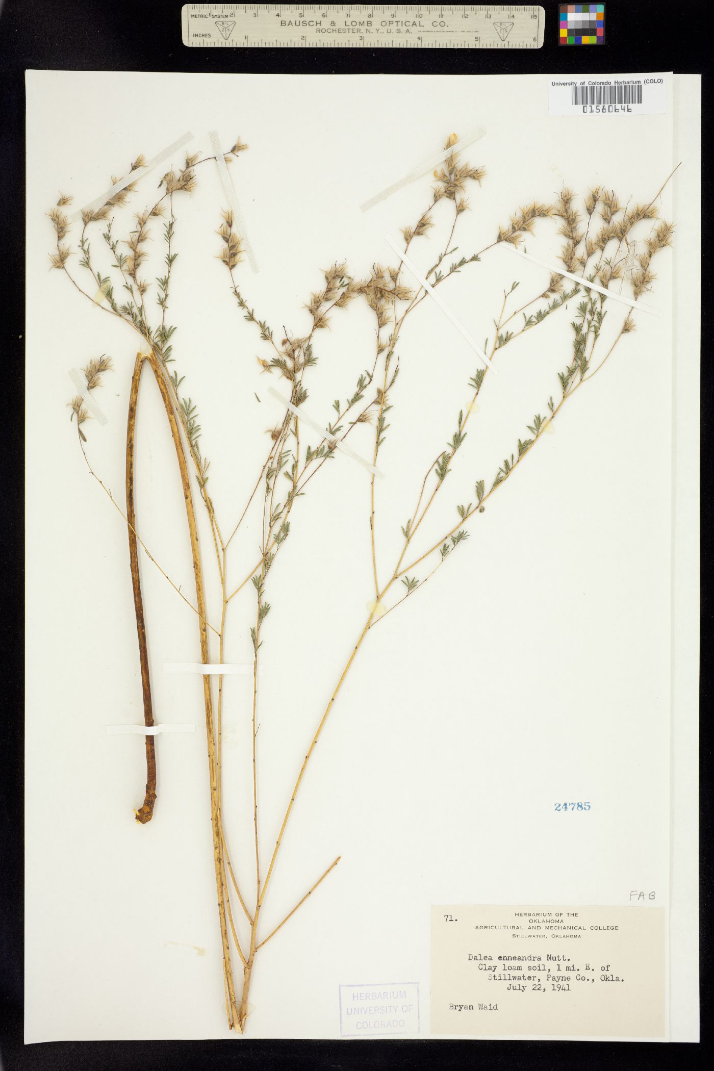 Dalea enneandra image