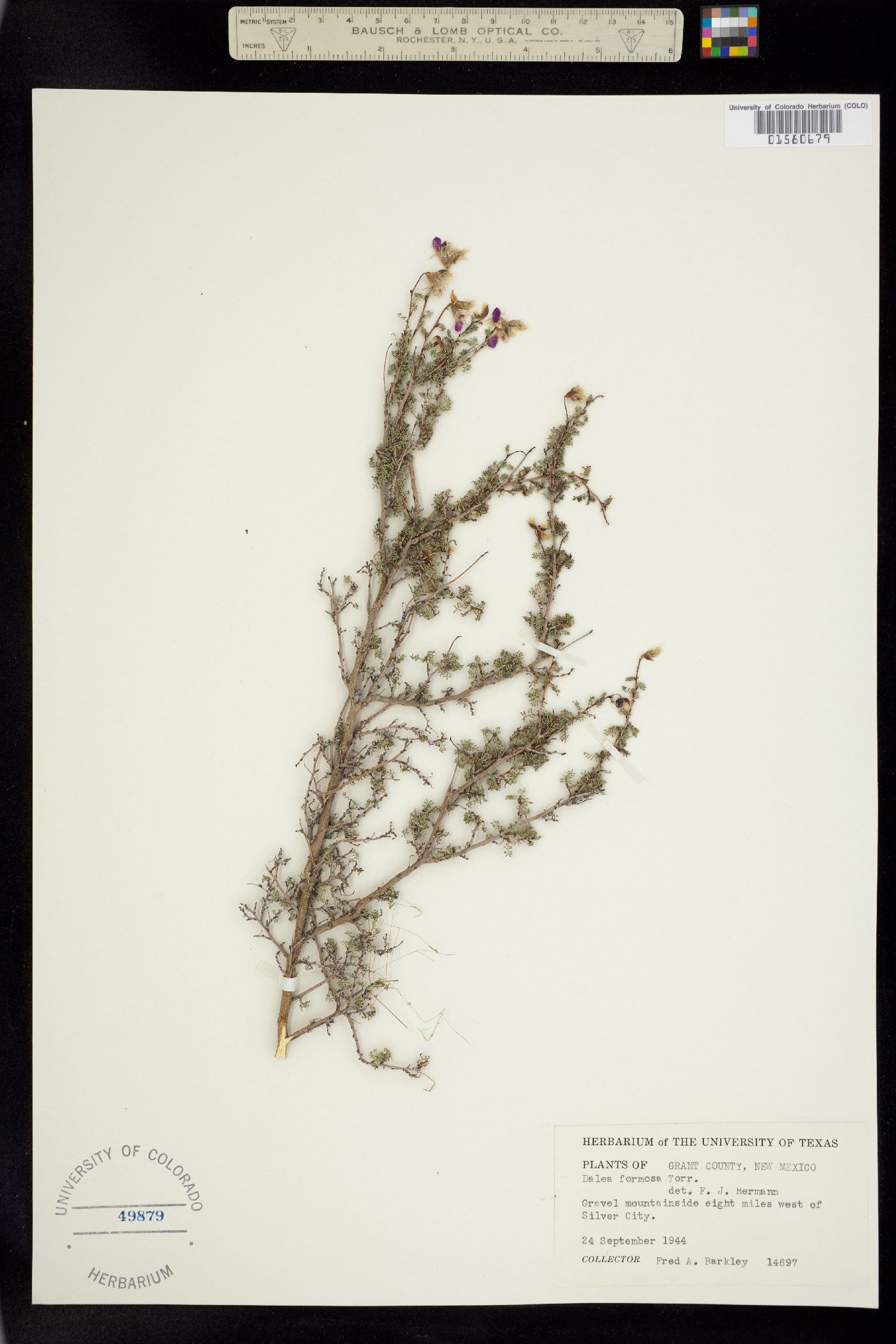 Dalea formosa image