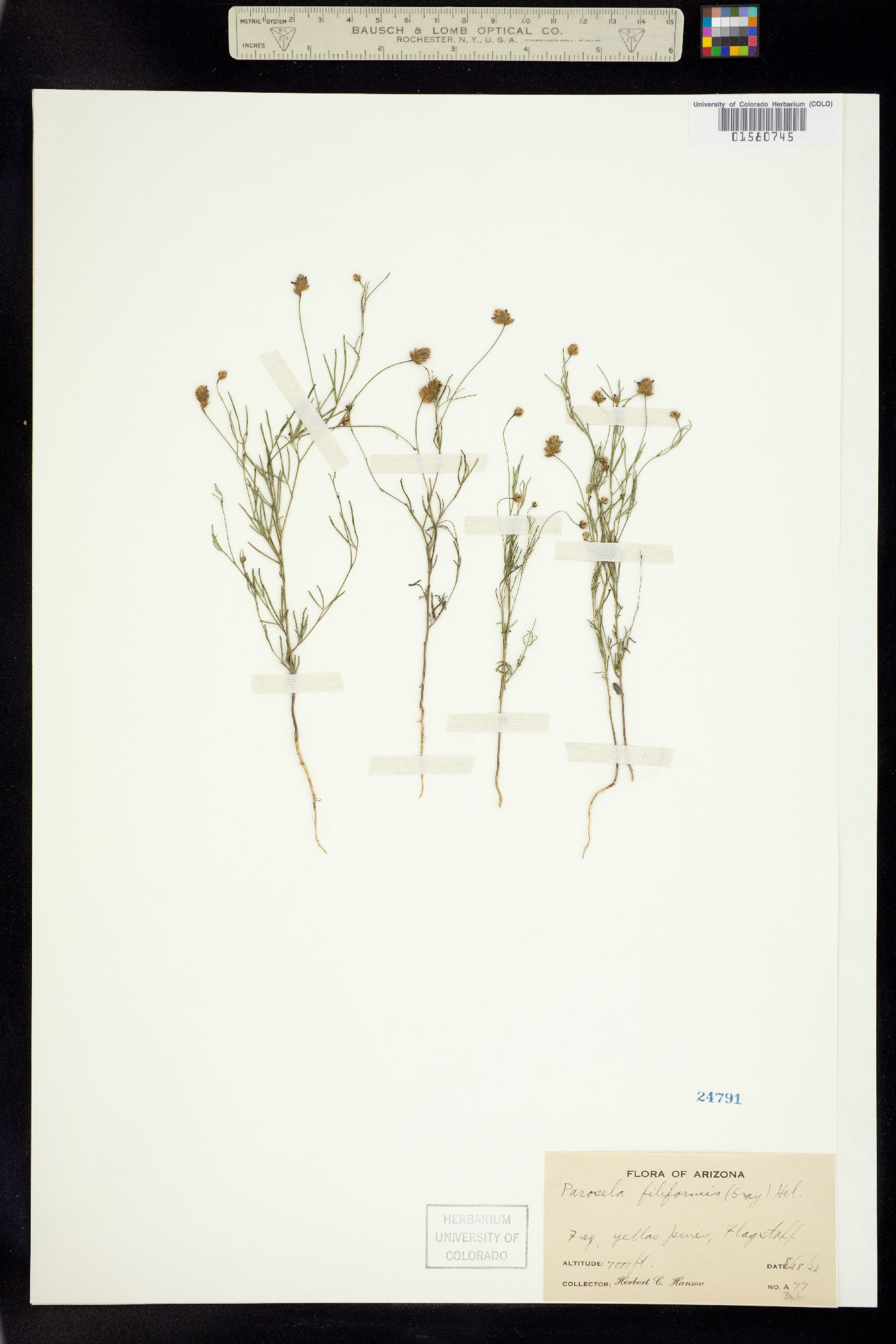 Dalea filiformis image