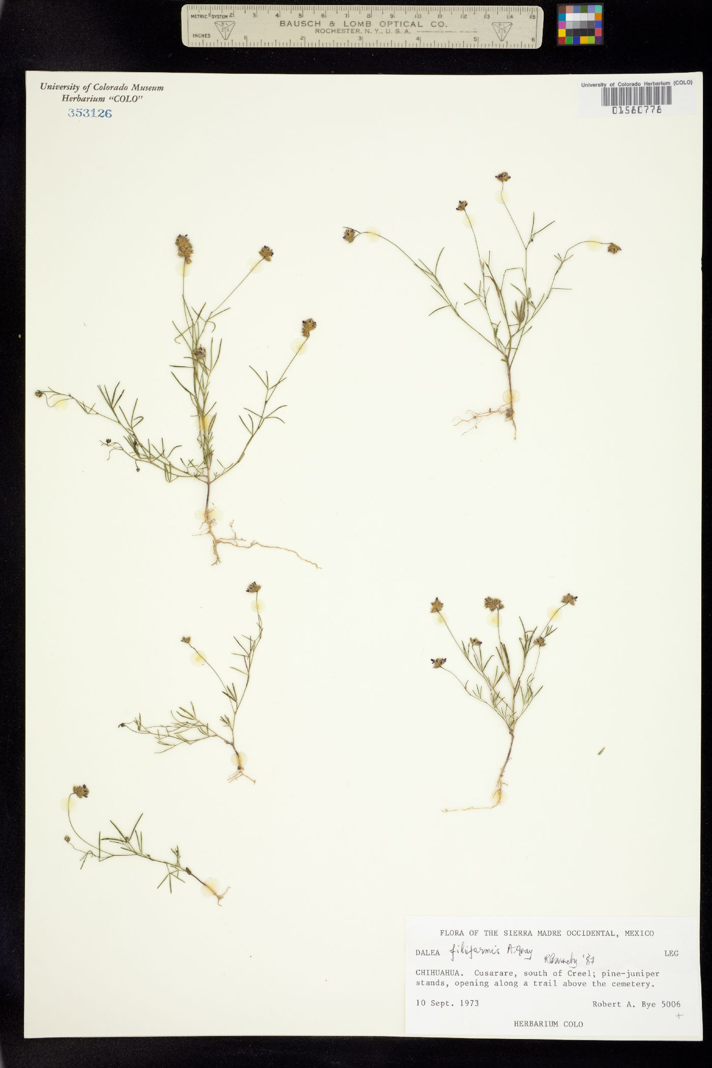 Dalea filiformis image