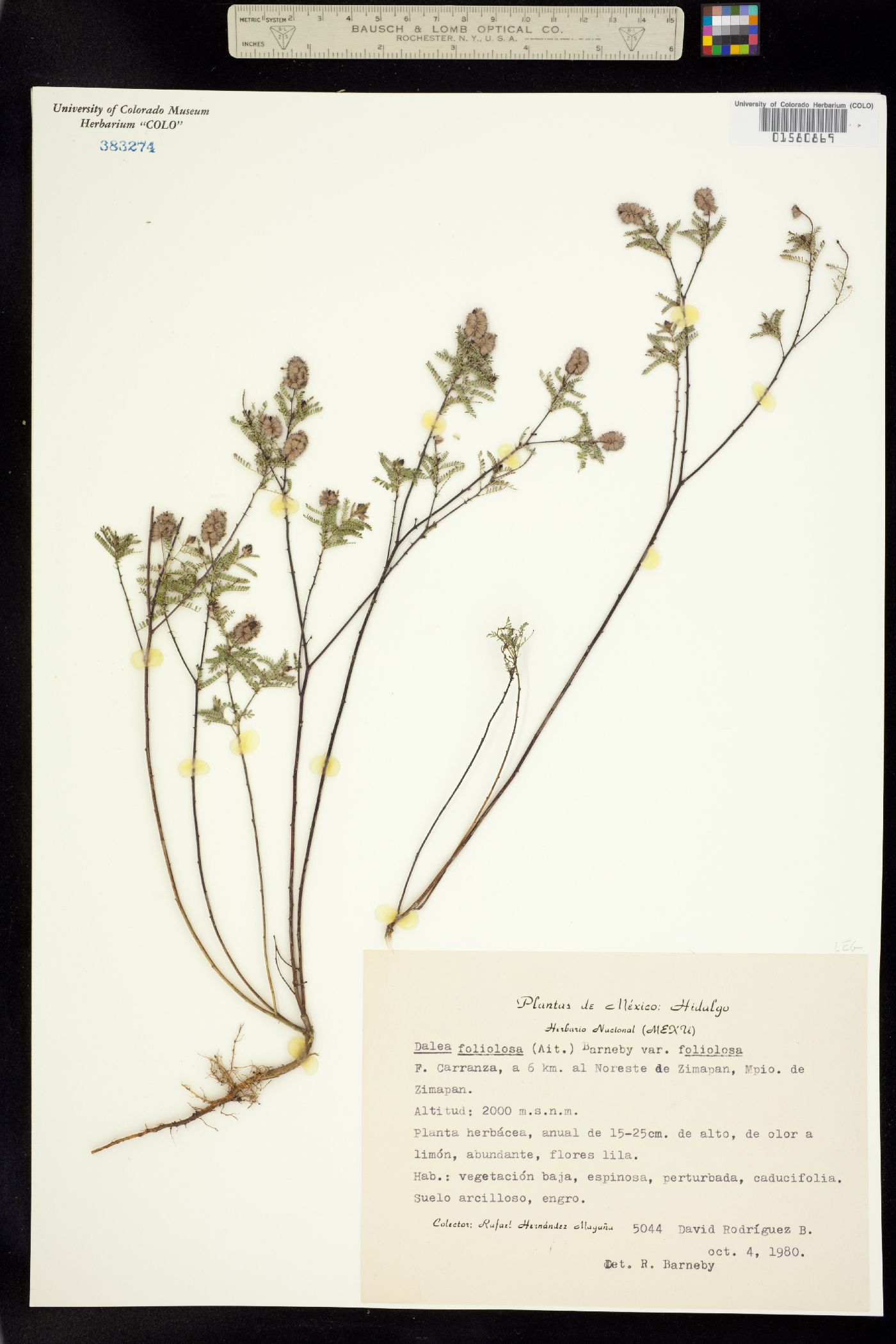 Dalea foliosa image