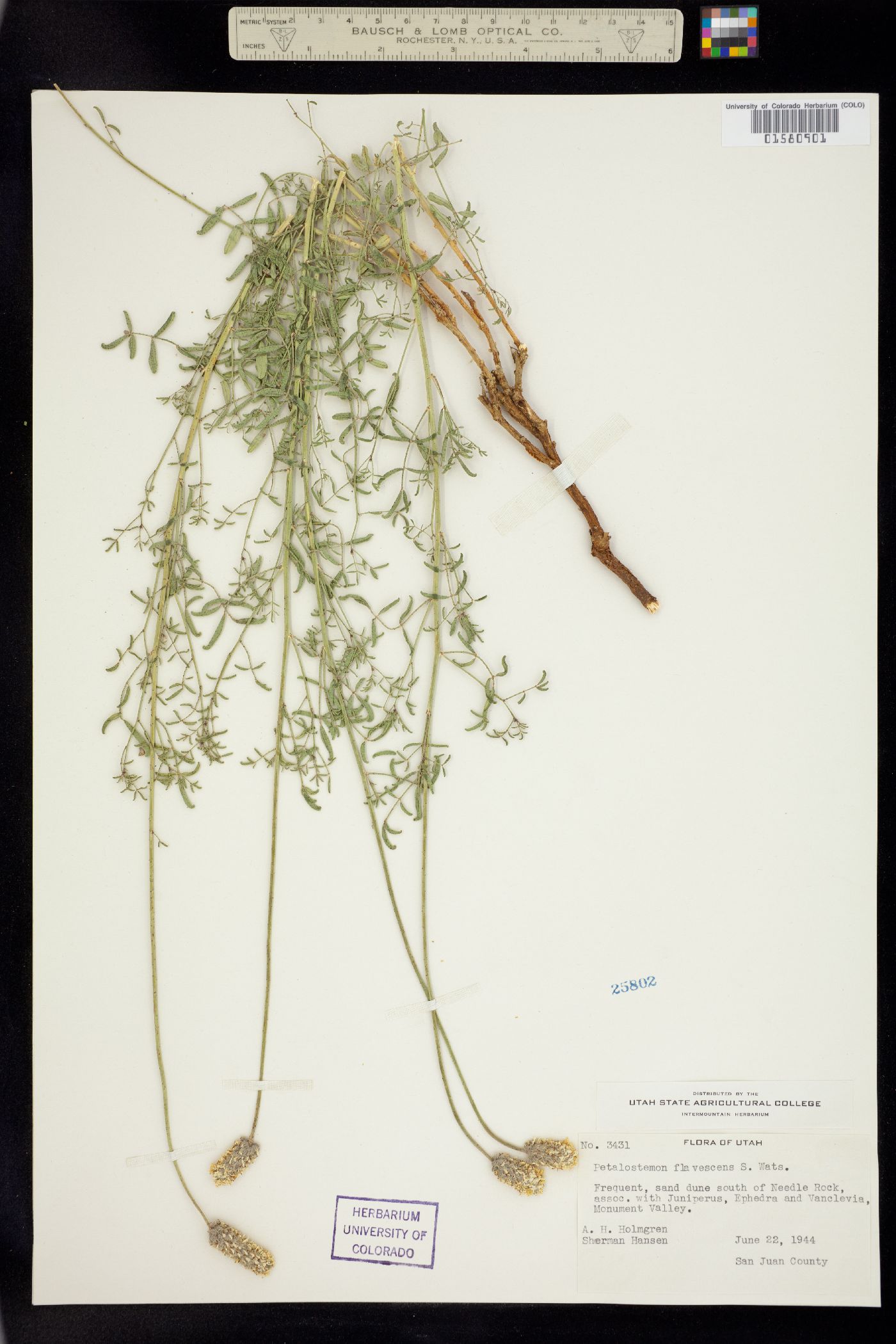 Dalea flavescens image
