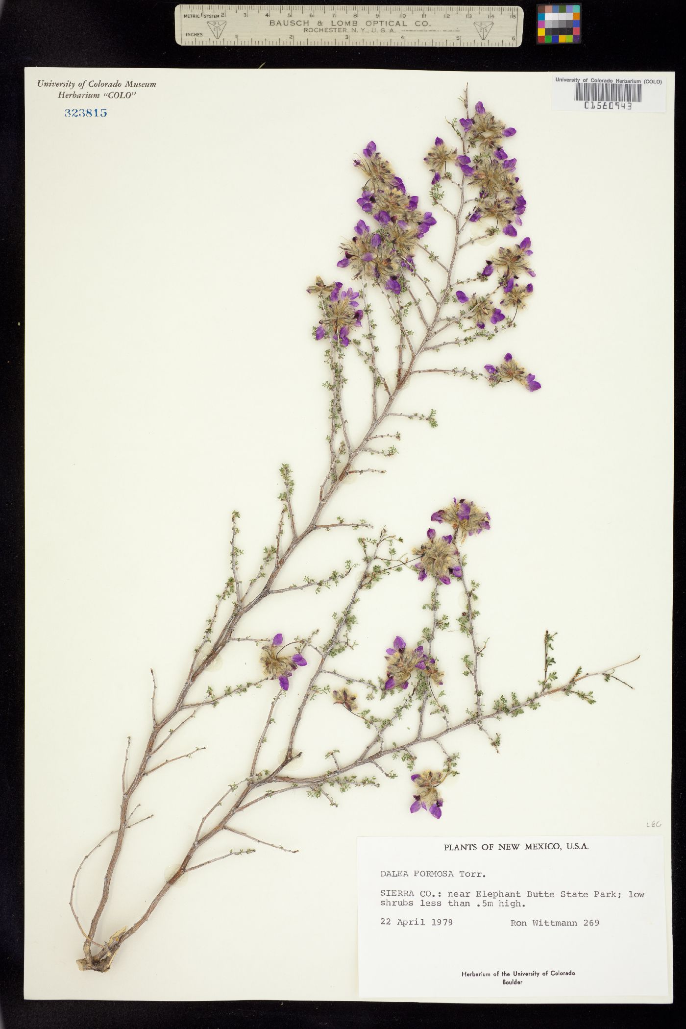 Dalea formosa image