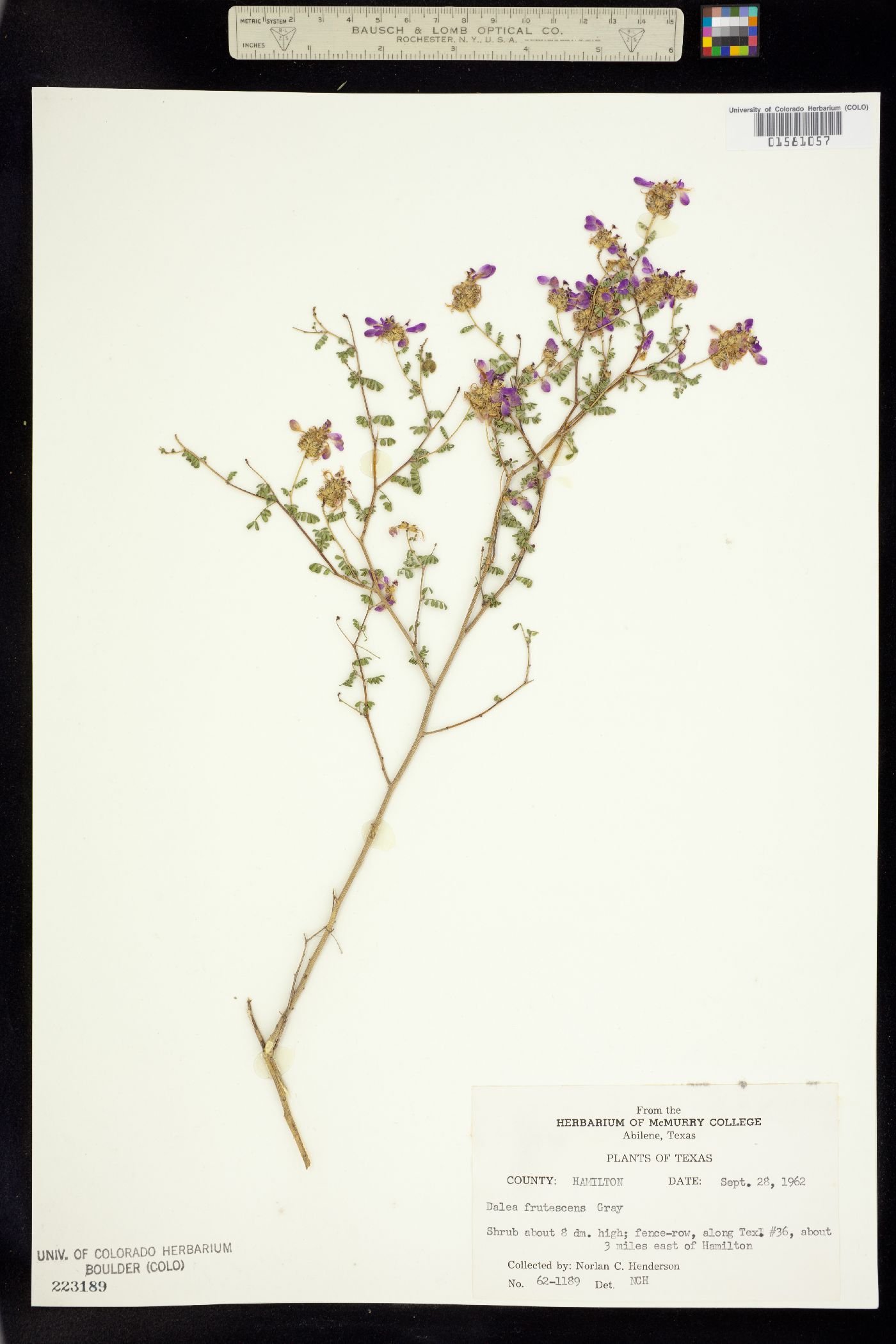 Dalea frutescens image
