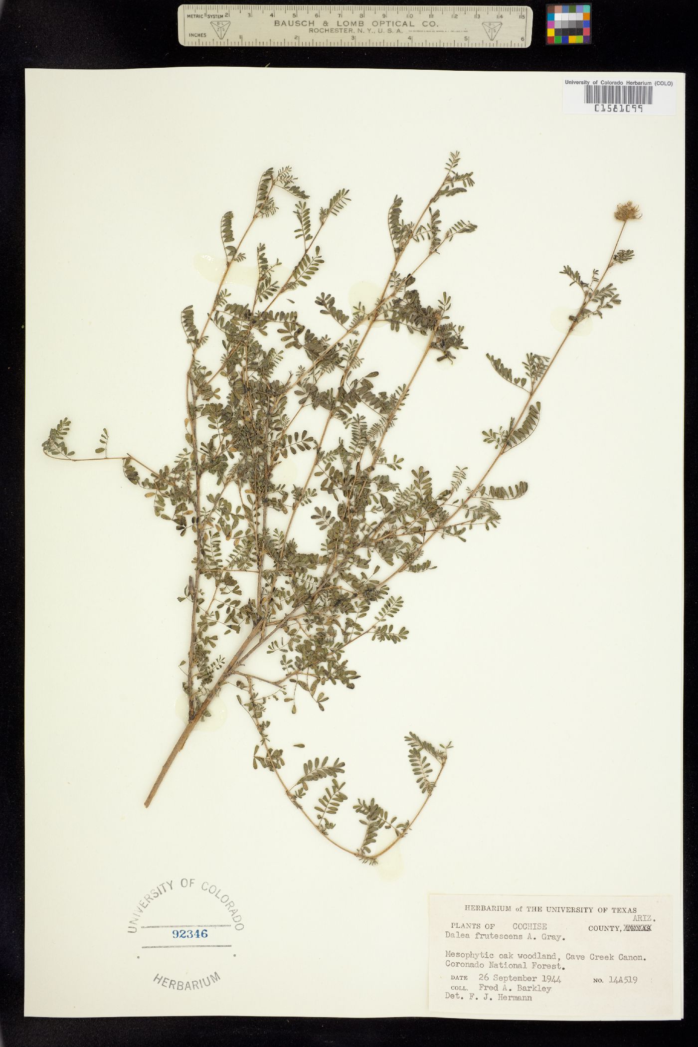 Dalea frutescens image