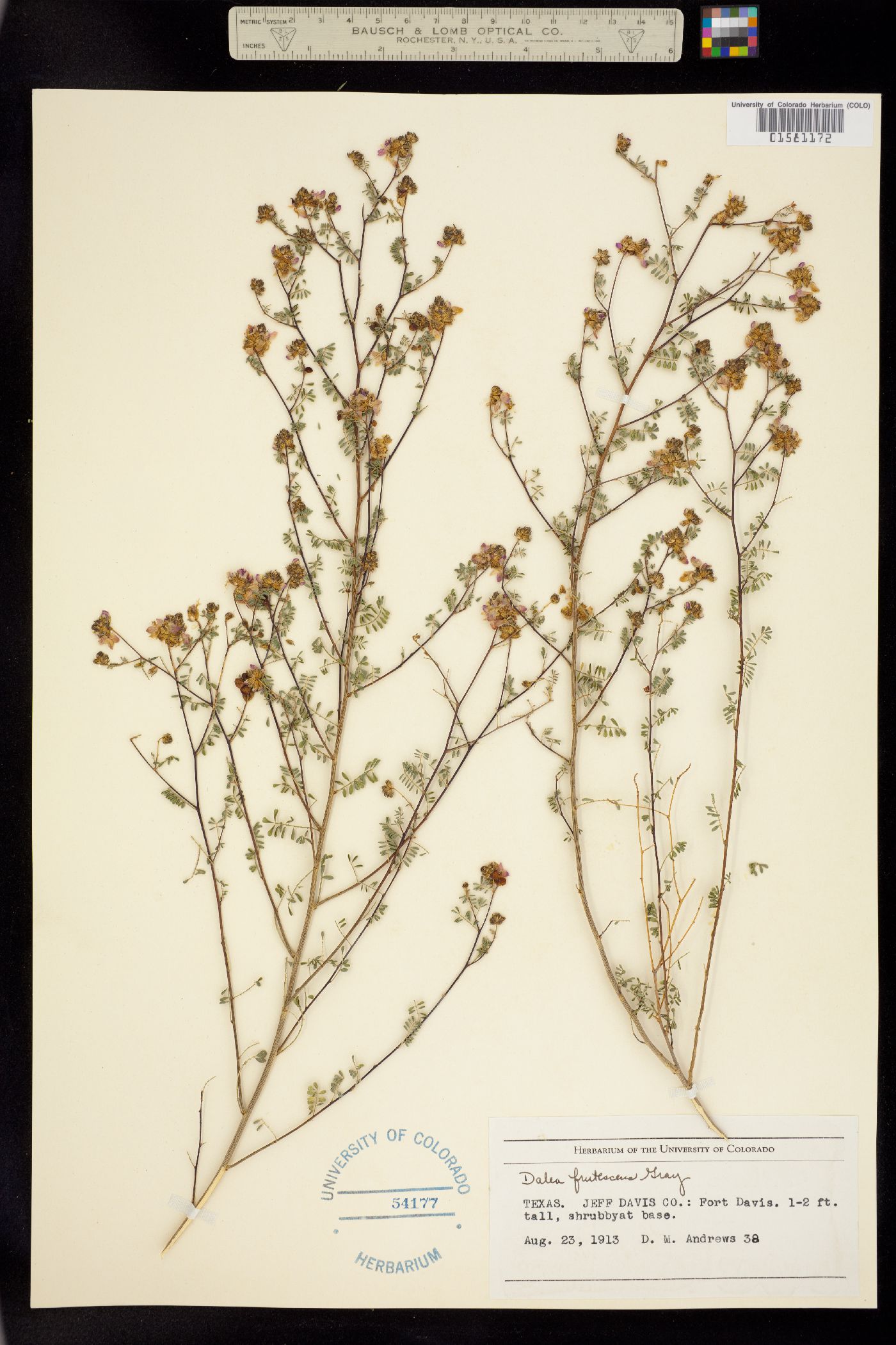 Dalea frutescens image