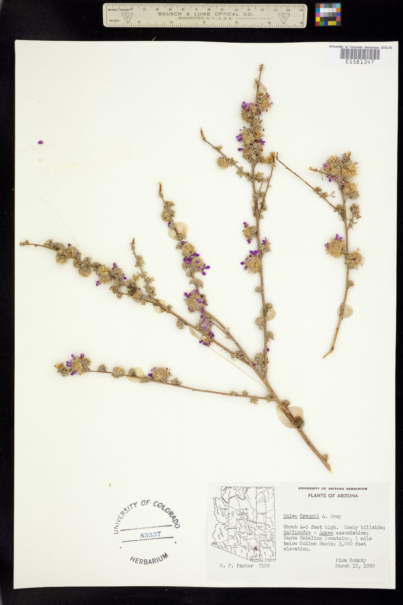 Dalea greggii image
