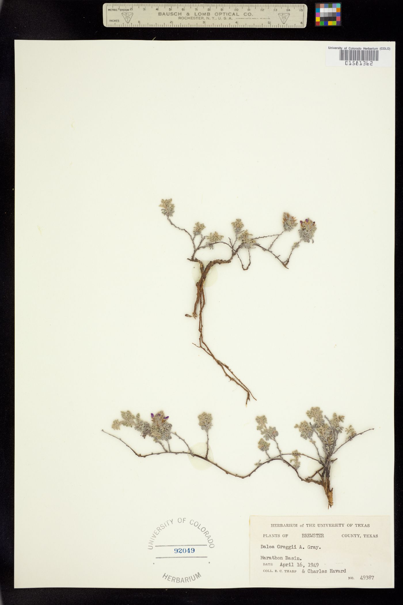 Dalea greggii image