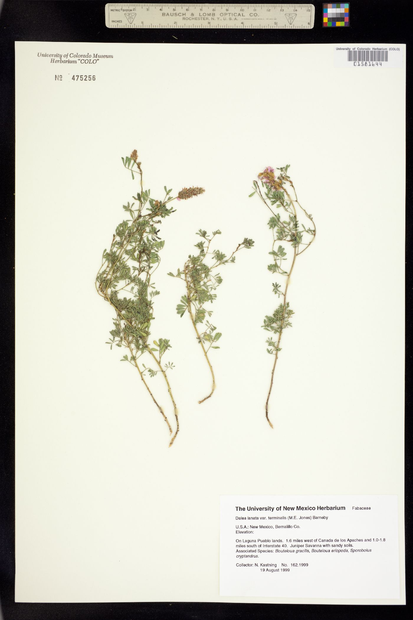 Dalea lanata image