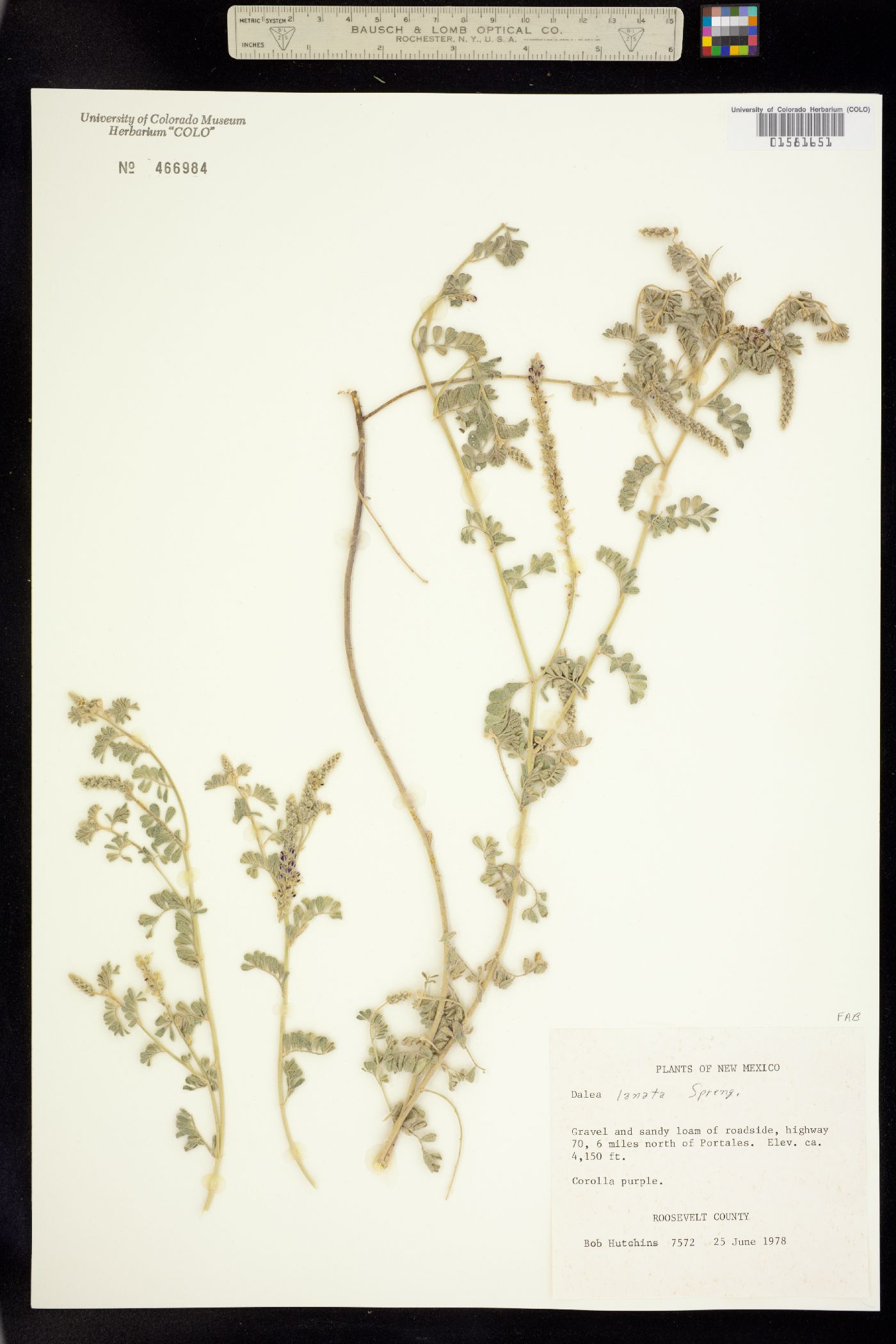 Dalea lanata image