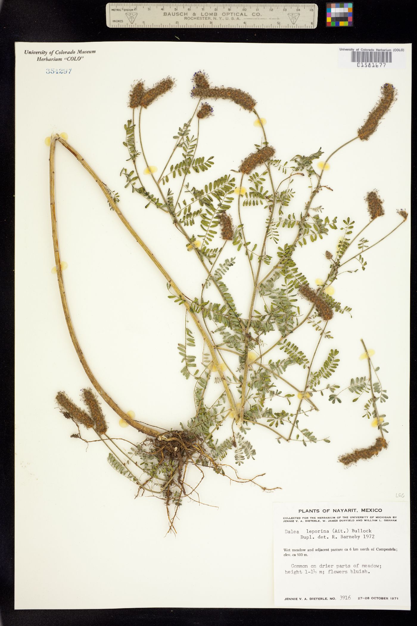 Dalea leporina image
