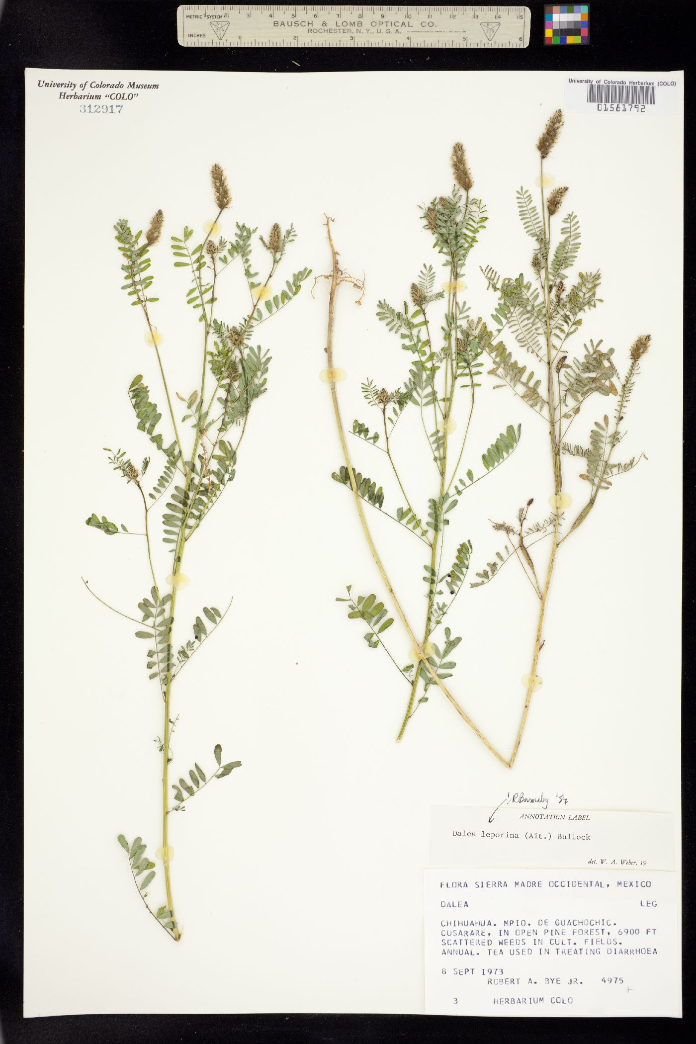 Dalea leporina image