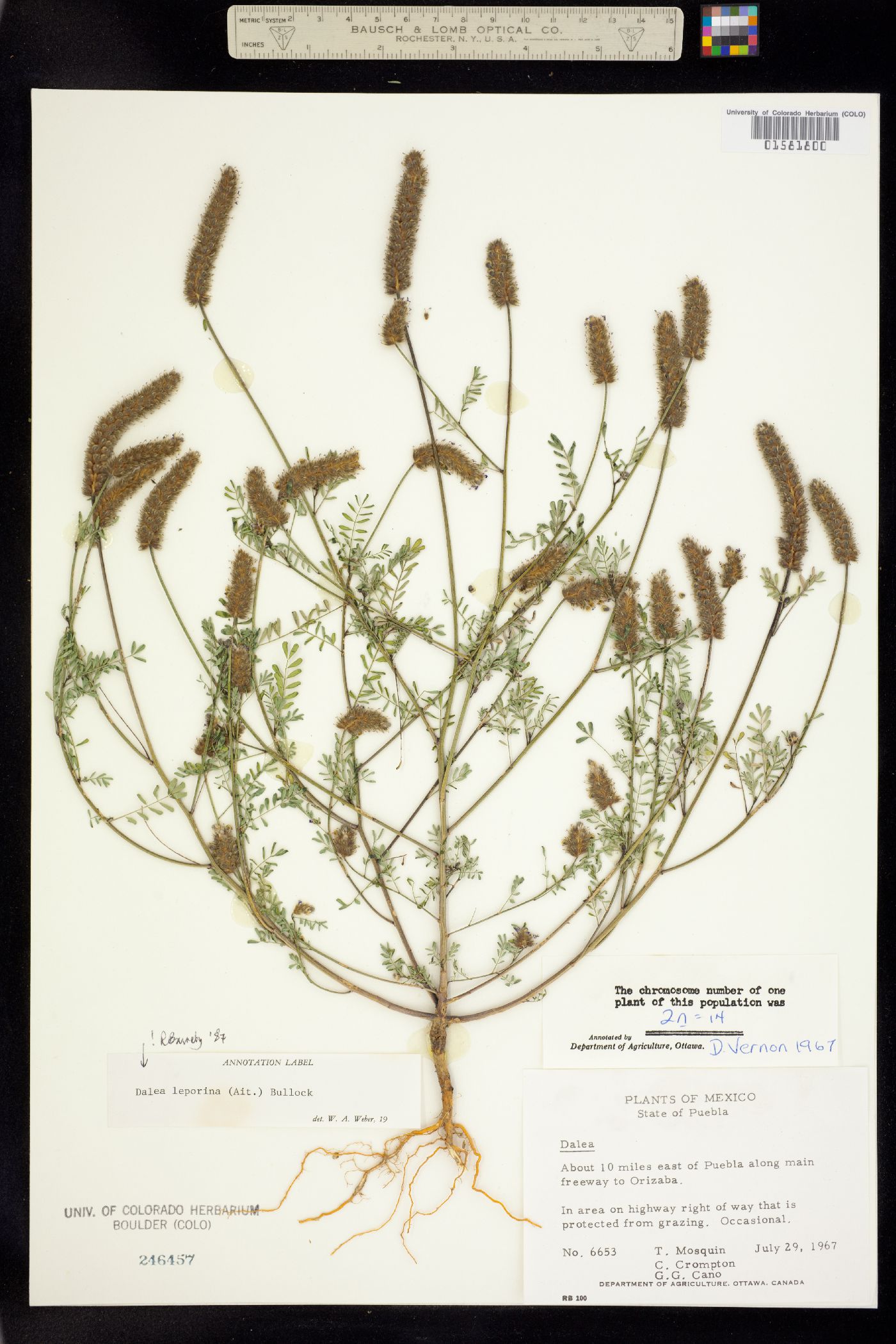 Dalea leporina image