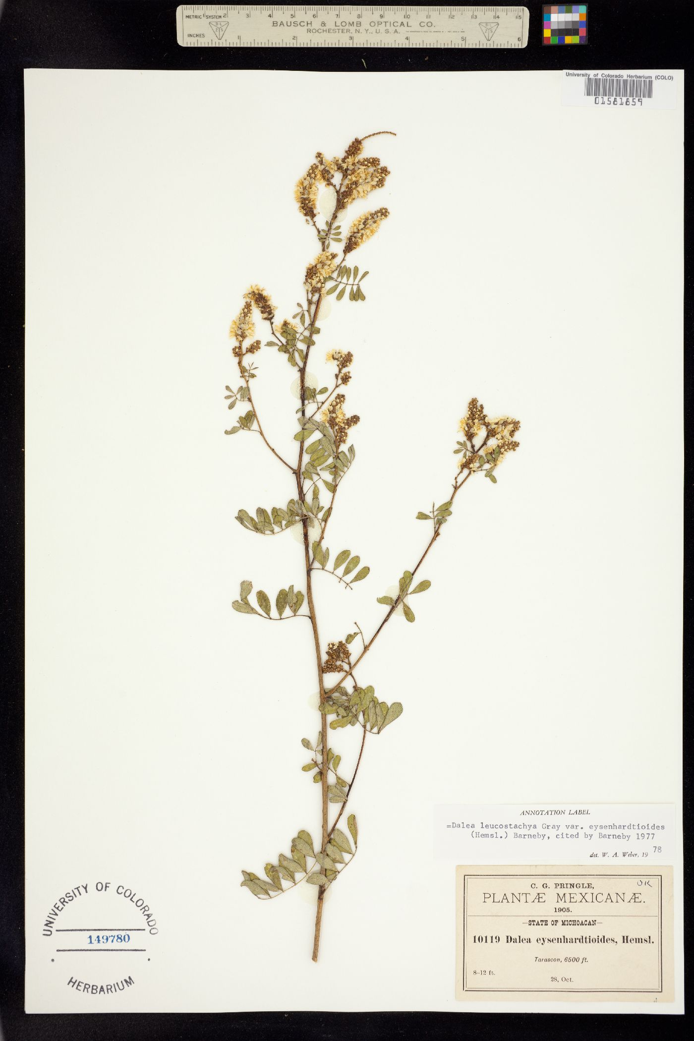 Dalea leucostachya image