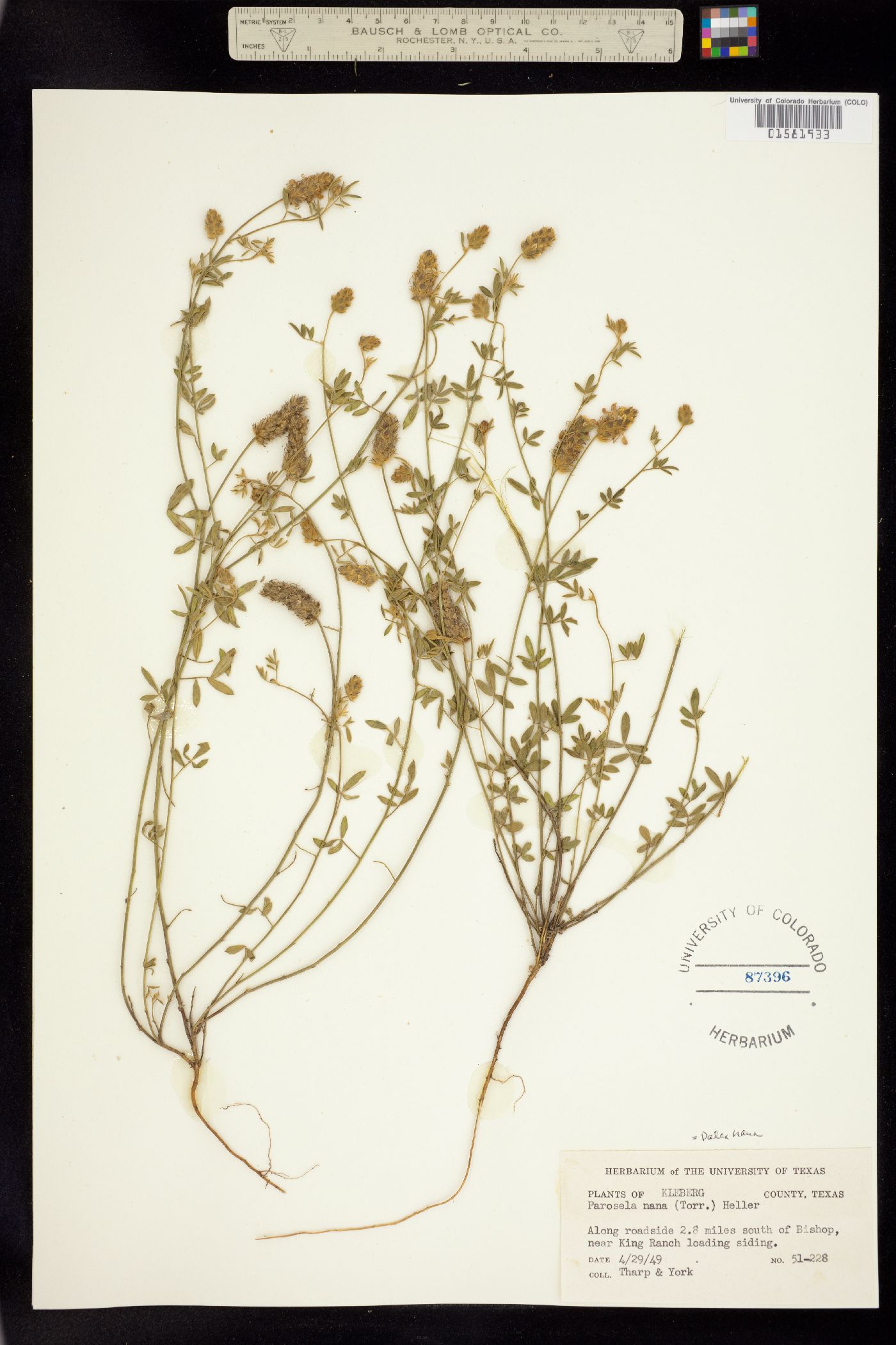 Dalea nana image