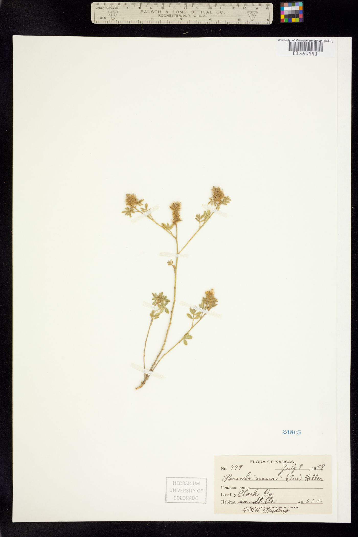 Dalea nana image