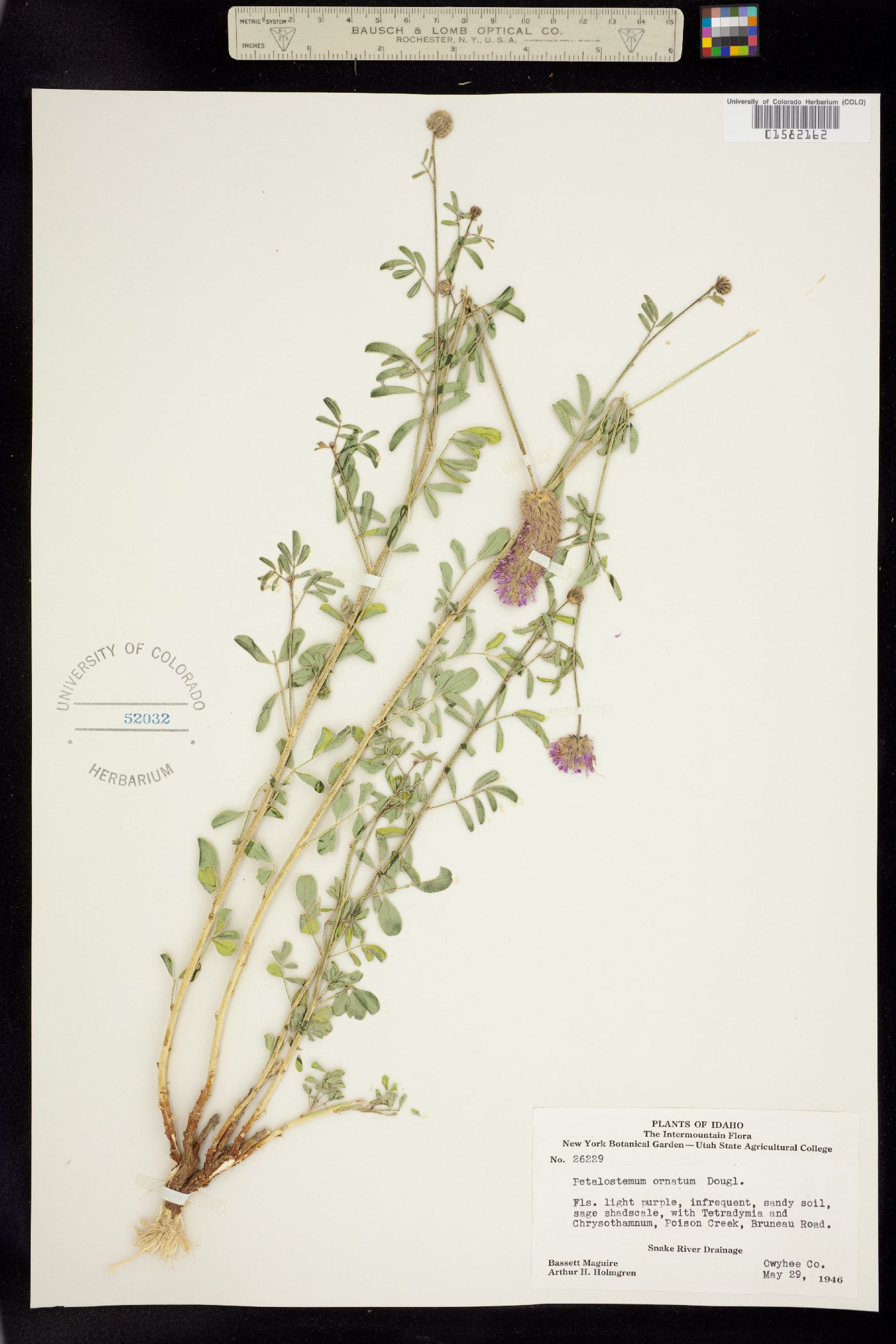Dalea ornata image