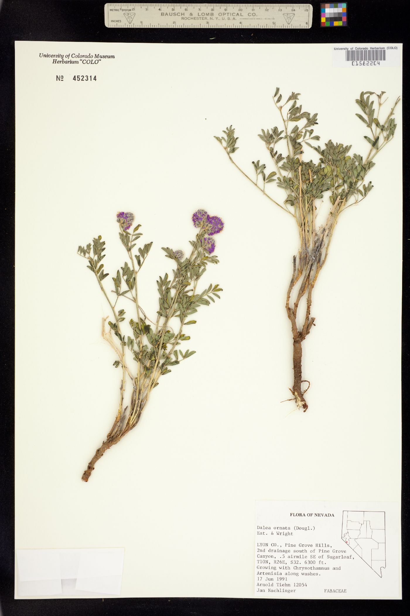 Dalea ornata image