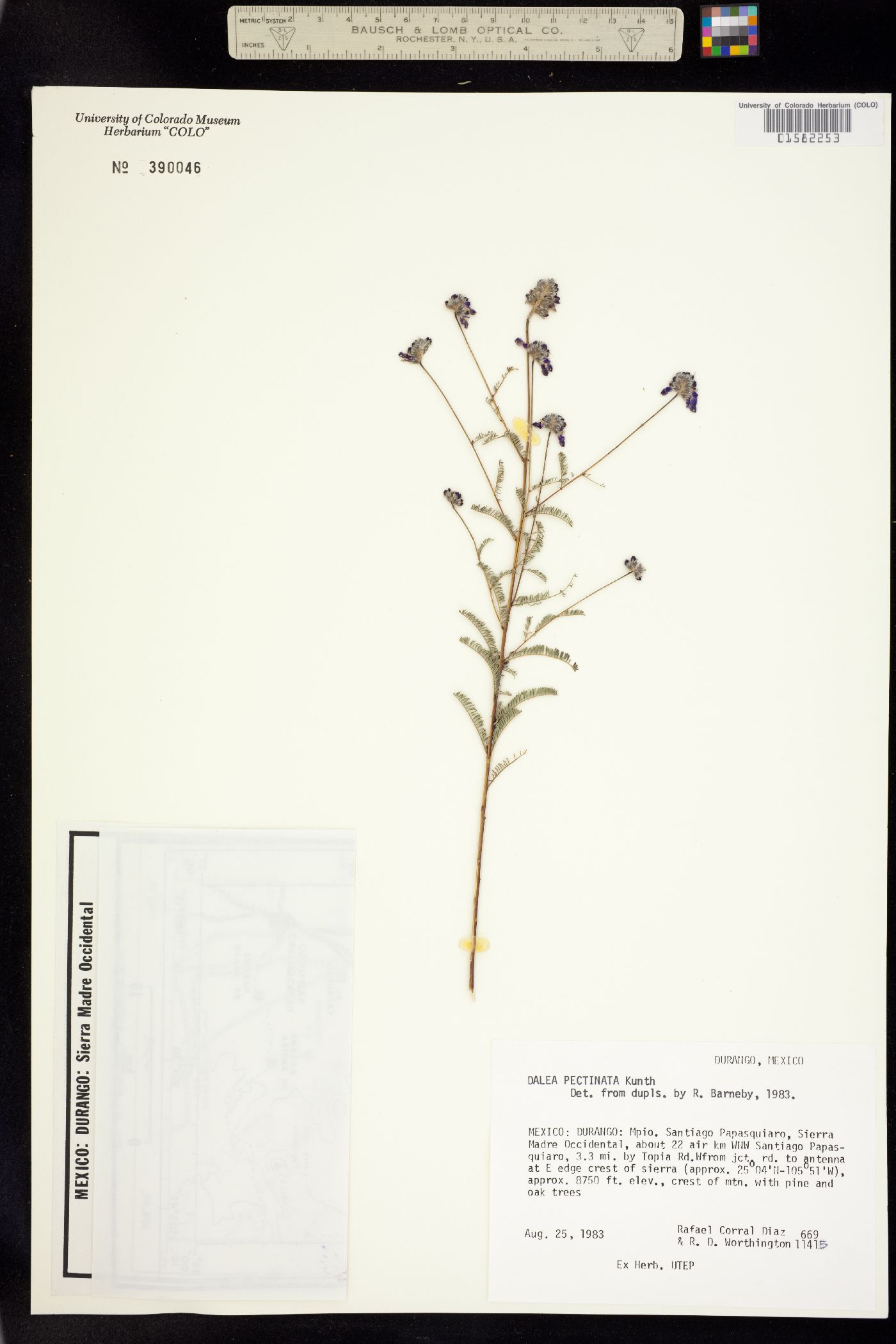 Dalea pectinata image