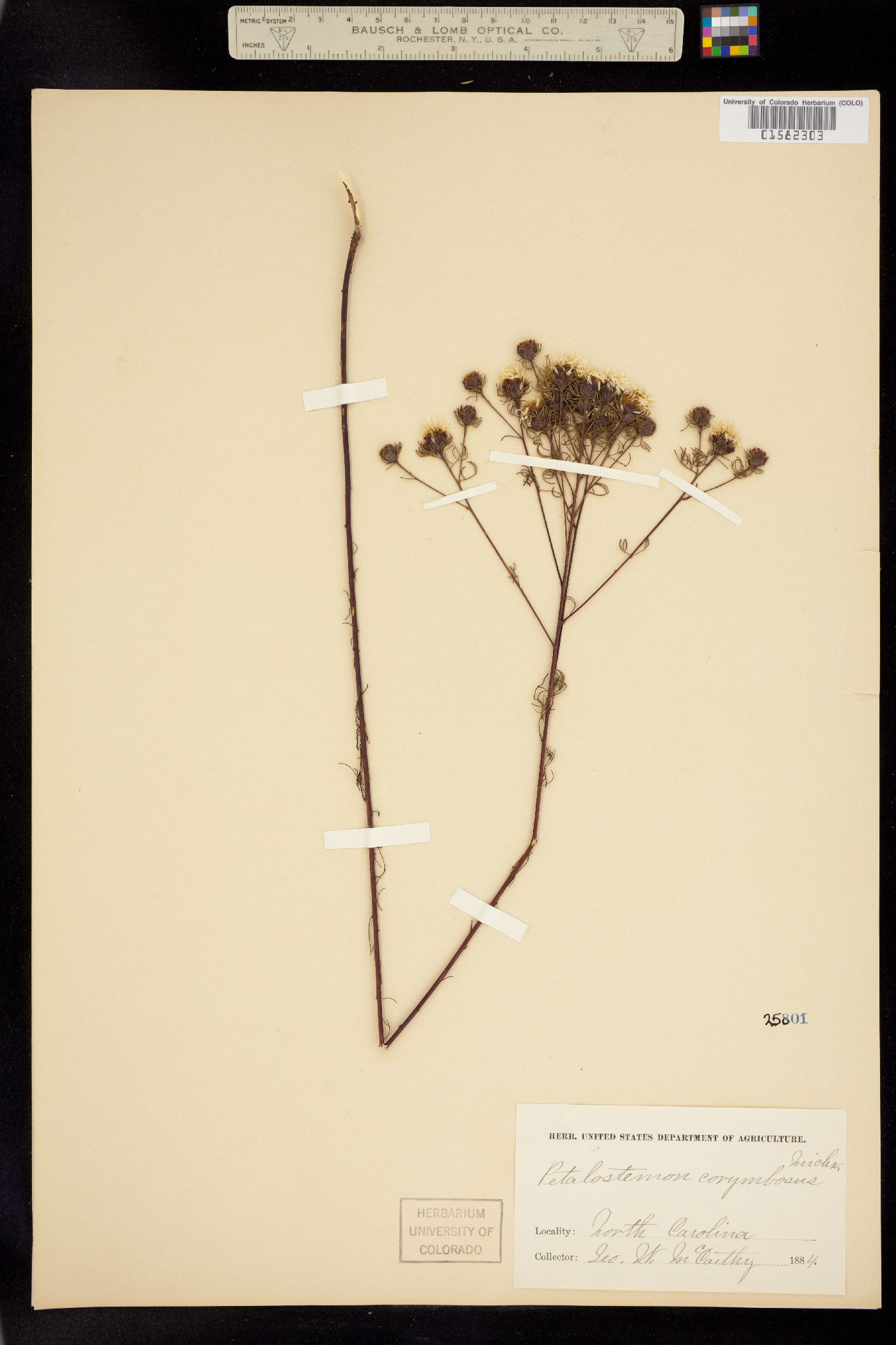 Dalea pinnata image