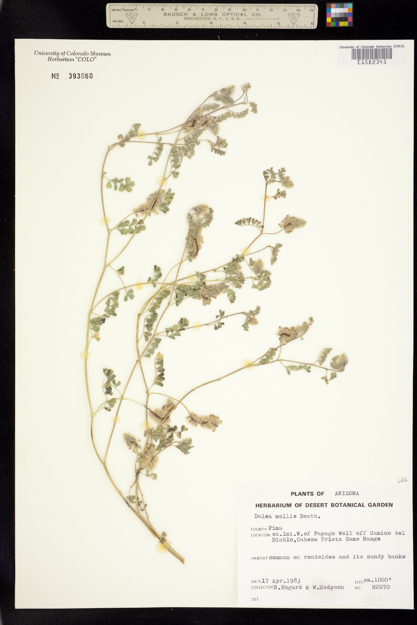 Dalea mollis image