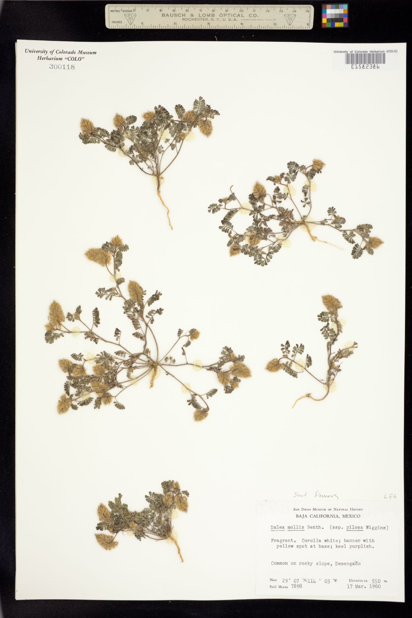 Dalea mollis image