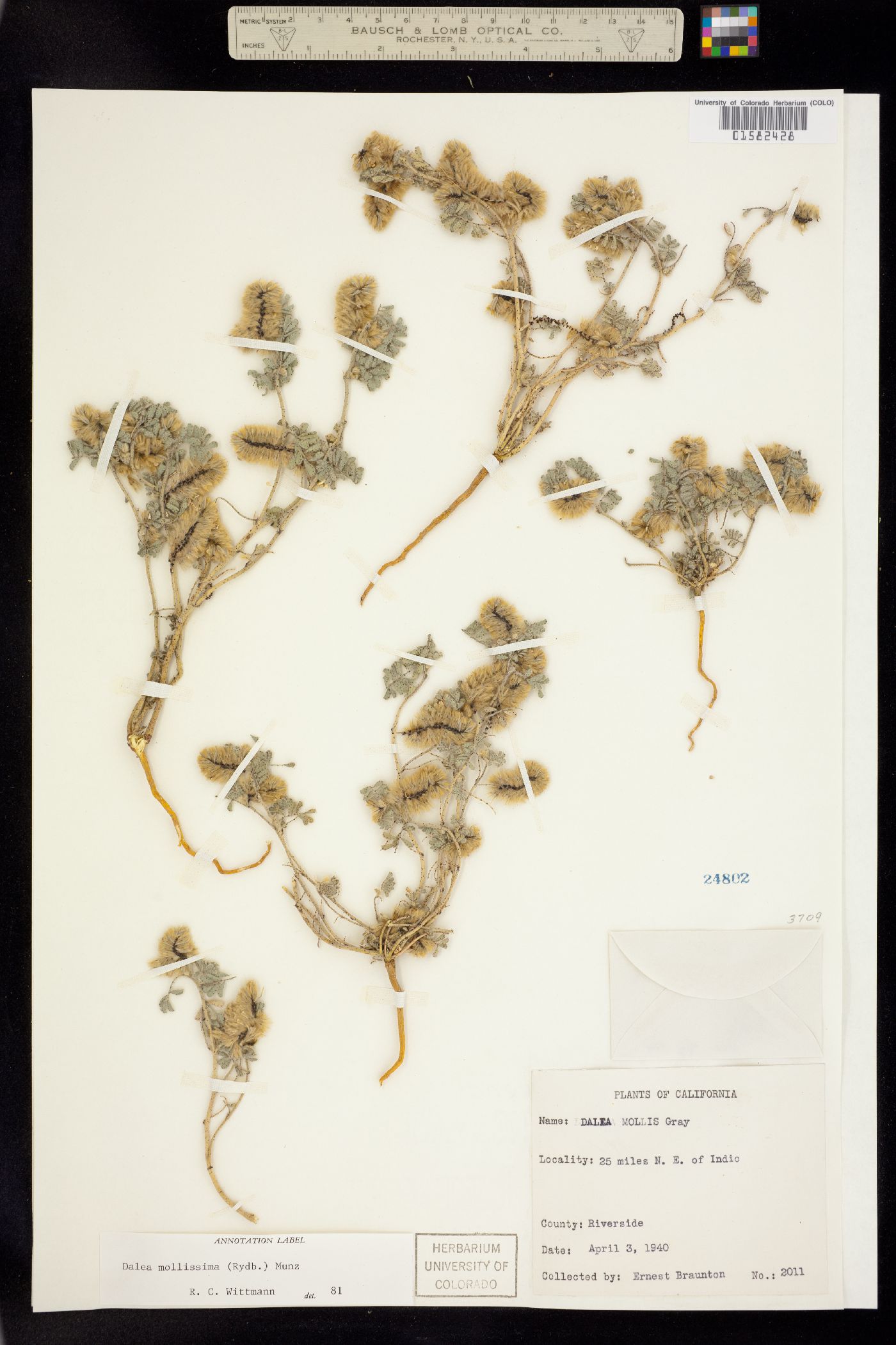 Dalea mollissima image