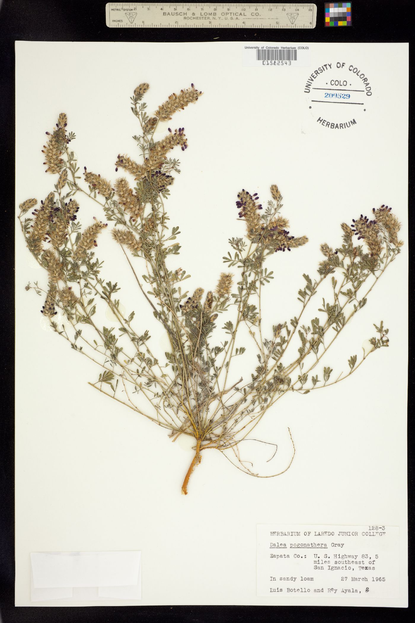 Dalea pogonathera image