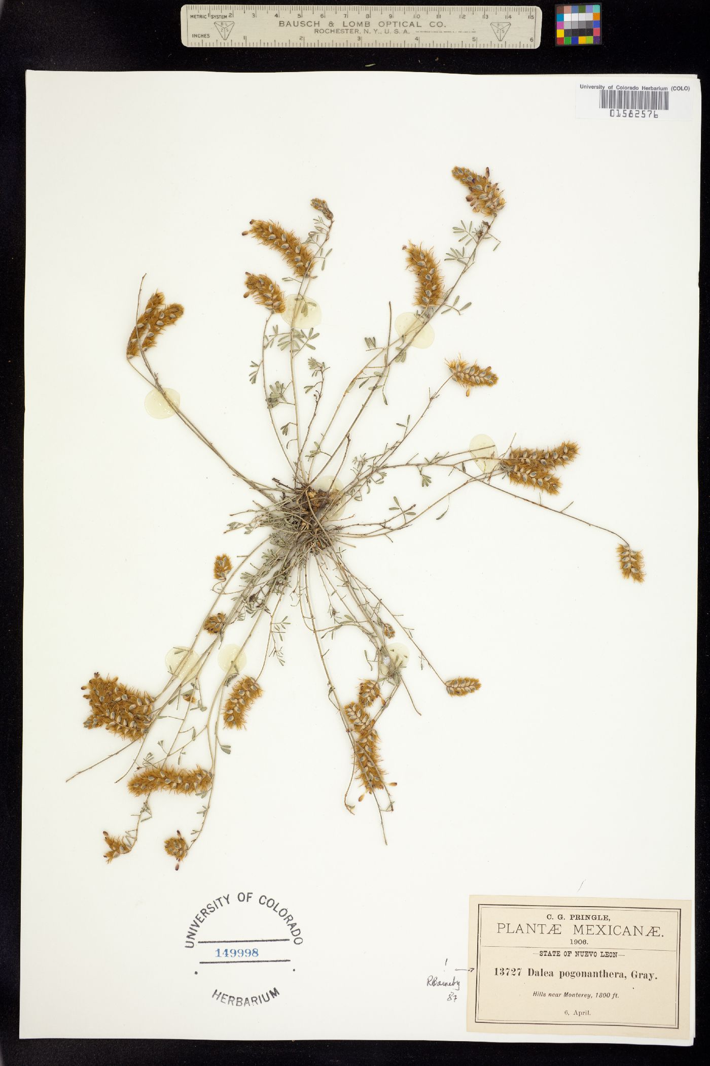 Dalea pogonathera image