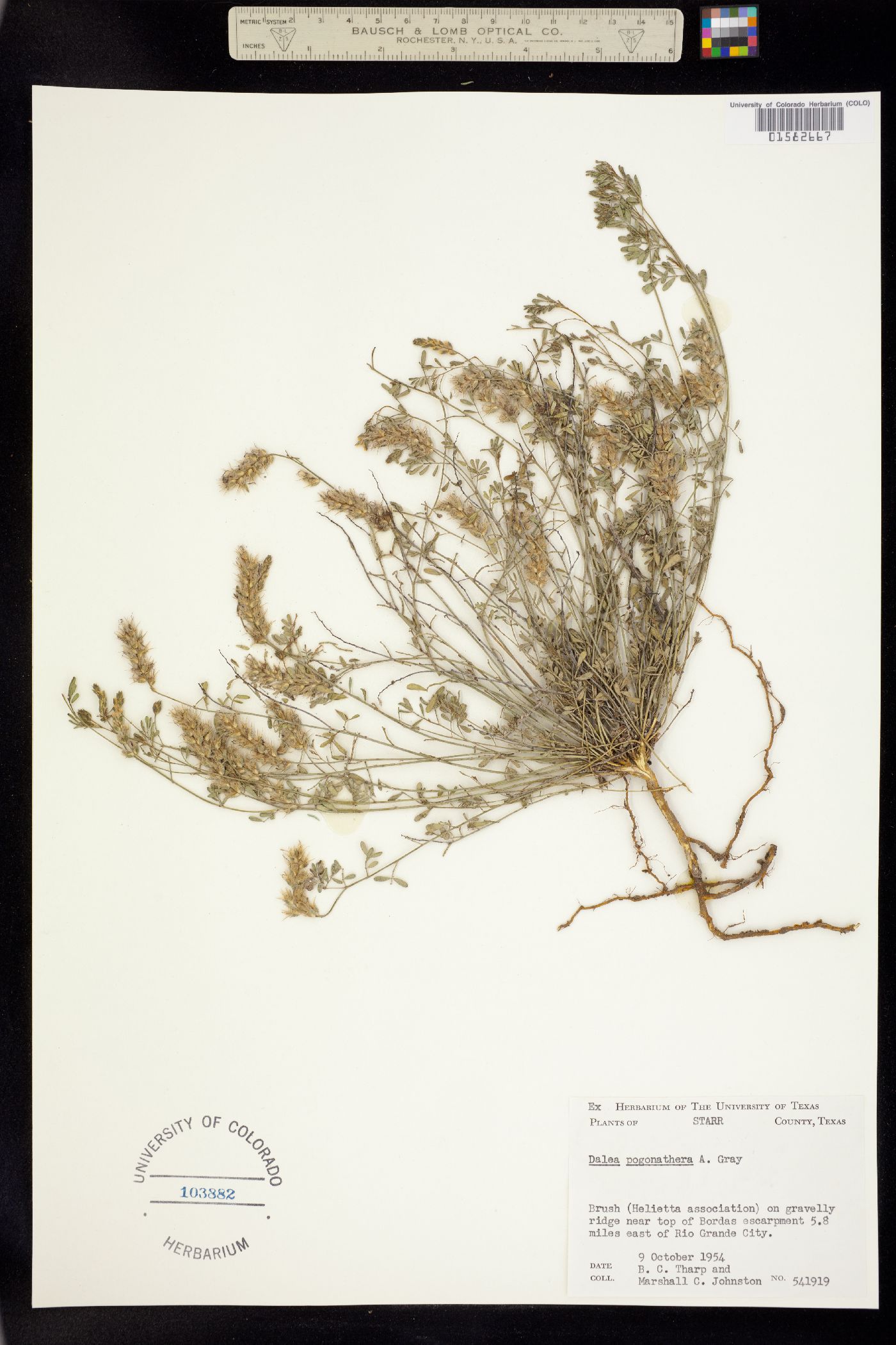 Dalea pogonathera image
