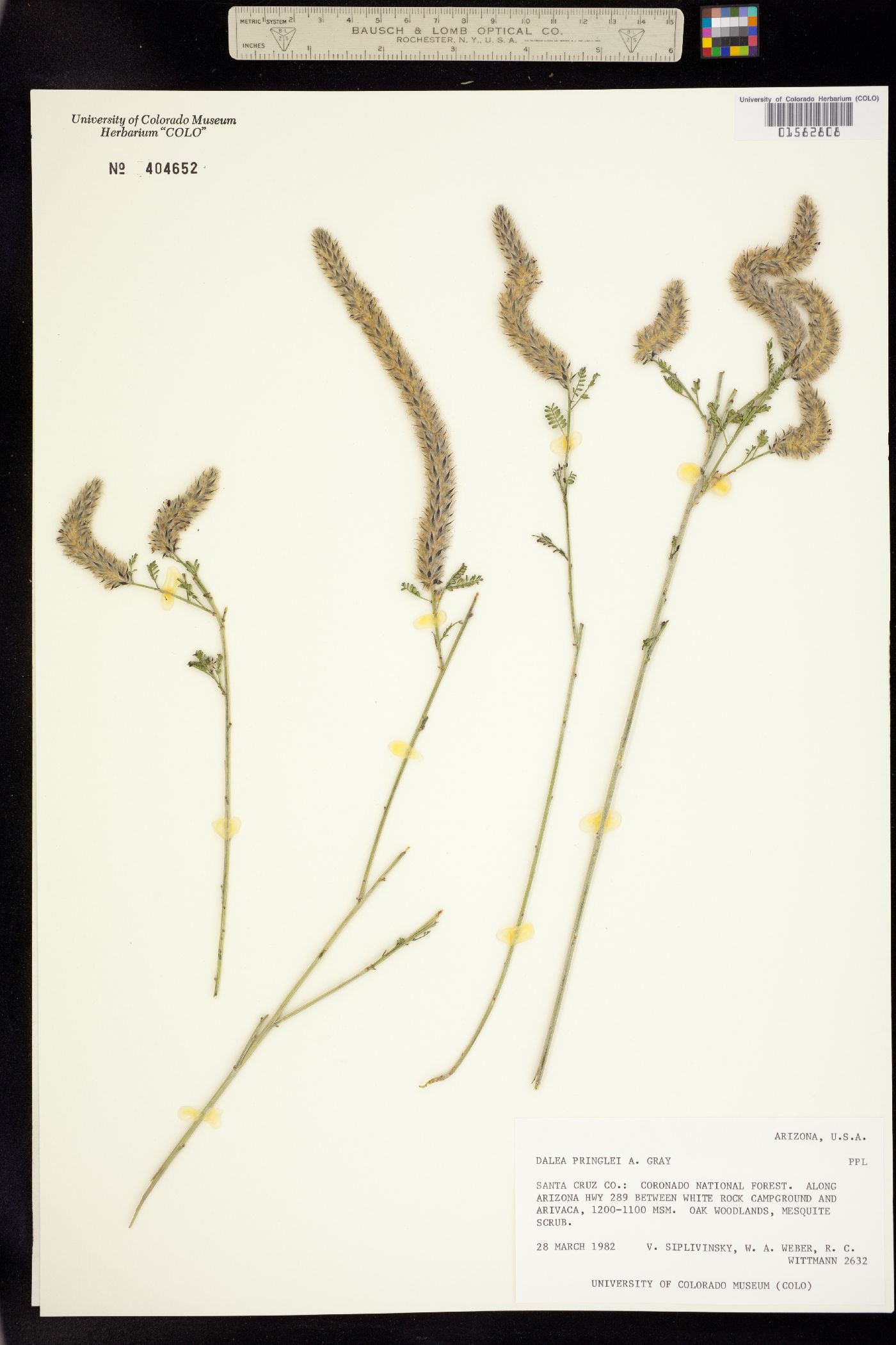 Dalea pringlei image