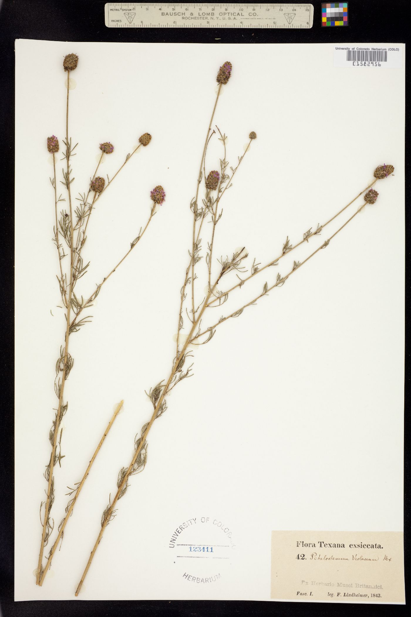 Dalea purpurea image