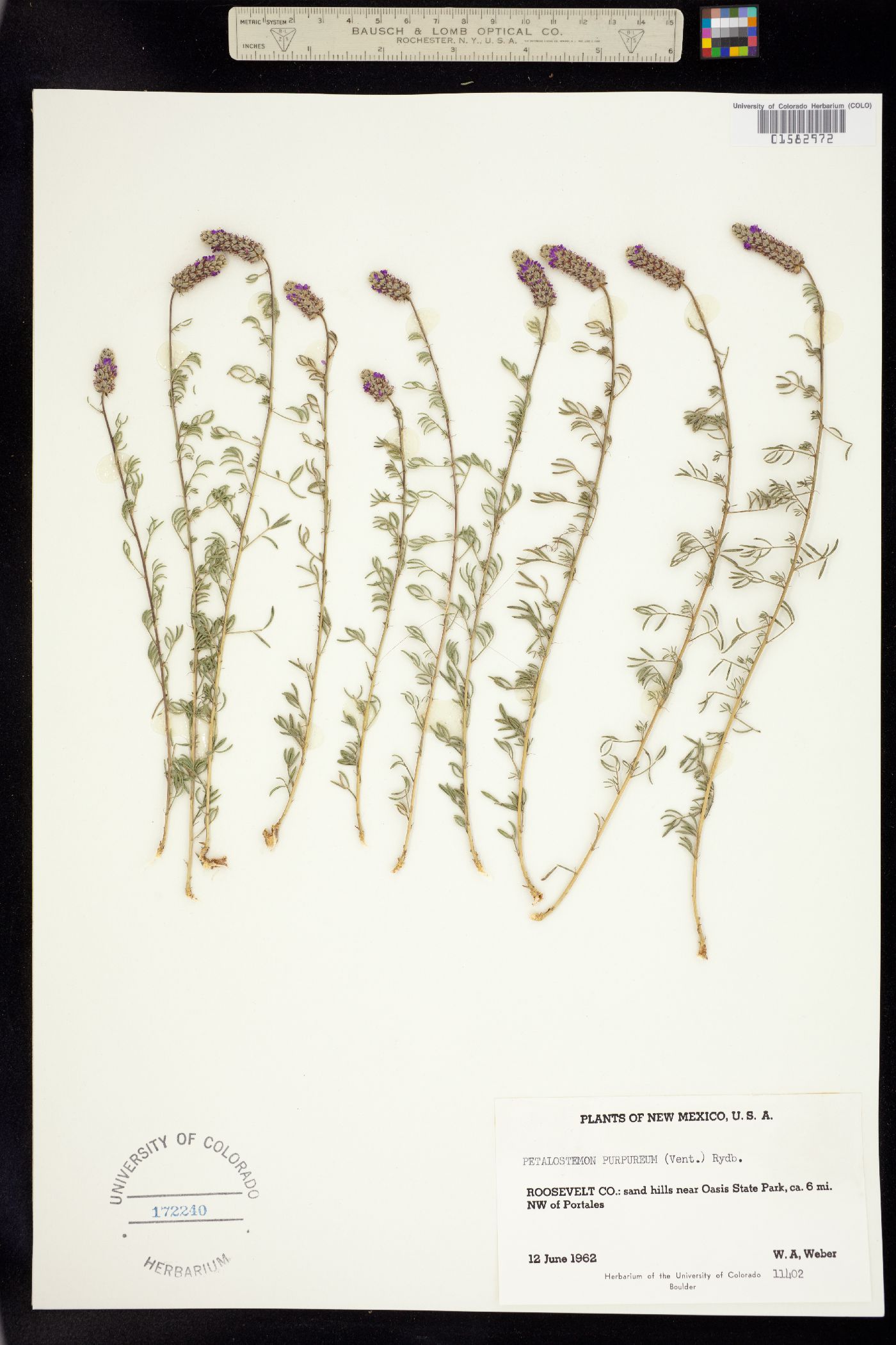 Dalea purpurea image